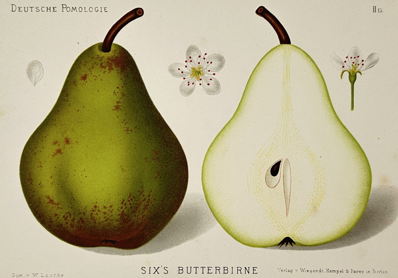 W. Lauche (1827–1883) – Study of Six's Butterbirne Pear – Chromolithograph (1882): "Six's Butterbirne" depicts a whole pear and a cross-section of the fruit, accompanied by botanical details of the blossom and petals. This chromolithograph was published in the pomological work Deuts