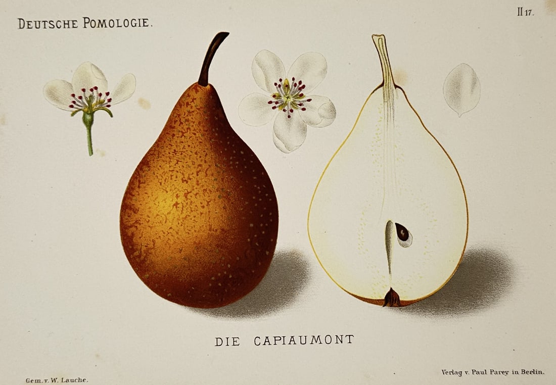 Wilhelm Lauche (1827–1883) – Study of Die Capiaumont Pear – Chromolithograph (1882): "Die Capiaumont" presents a detailed botanical study of the Capiaumont pear variety, showing the whole fruit with its characteristic russeted skin alongside a longitudinal section revealing the core a