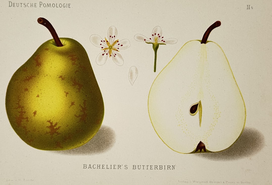 Wilhelm Lauche (1827–1883) – Study of Bachelier's Butterbirn Pear – Chromolithograph (1882): "Bachelier's Butterbirn" depicts the whole fruit and a longitudinal section of the pear variety, accompanied by botanical illustrations of the blossom and a single petal. This chromolithograph, seen i