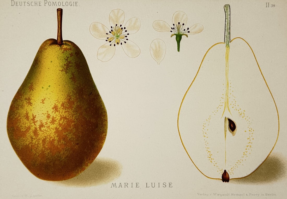 Wilhelm Lauche (1827–1883) – Study of Duchesse d'Angouleme Pear – Chromolithograph (1882) (1 of 2)