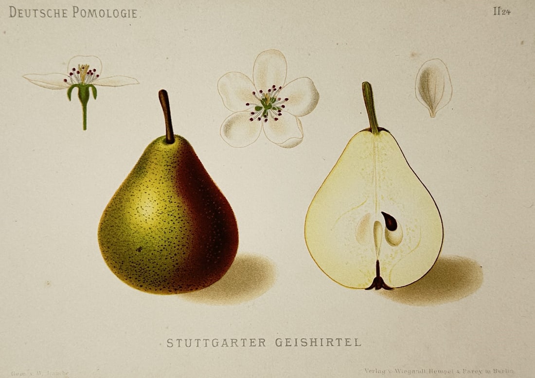 Wilhelm Lauche (1827–1883) – Study of Josephine von Mecheln Pear – Chromolithograph (1882): "Josephine von Mecheln" illustrates the whole fruit of this specific pear variety with its distinctive rounded shape and russeted skin, shown alongside a longitudinal section revealing the core and sm