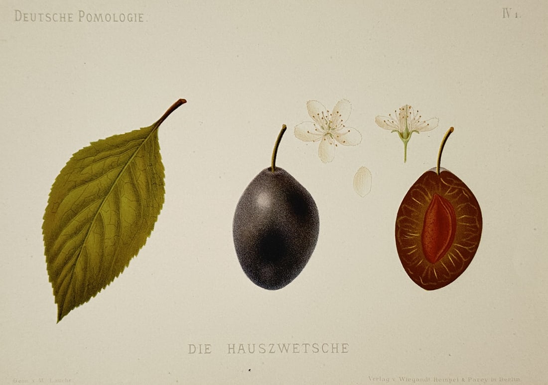 Wilhelm Lauche (1827–1883) – Study of Die Hauszwetsche Plum – Chromolithograph (1882): "Die Hauszwetsche" presents a botanical study of the common house plum, featuring a single green leaf, the whole dark purple fruit, and a longitudinal section showing the stone and amber flesh. The pl