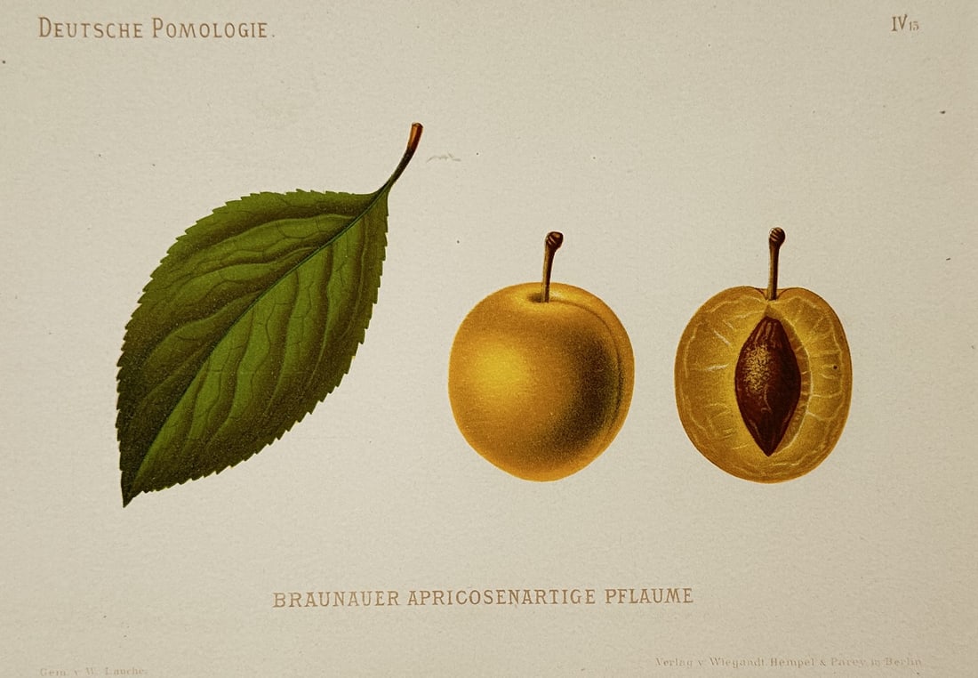 Wilhelm Lauche (1827–1883) – Study of Braunauer Apricosenartige Pflaume – Chromolithograph: "Braunauer Apricosenartige Pflaume" illustrates a specific variety of apricot-like plum, displaying a serrated green leaf alongside the whole yellow fruit and a longitudinal section revealing the ston