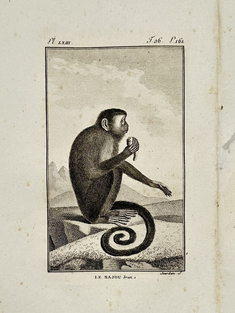 Georges-Louis Leclerc, Comte de Buffon – Portrait of a Sajou Monkey – Engraving (1754): "Le Sajou Brun" illustrates a capuchin monkey seated on a rocky outcrop against a sparse landscape, shown in profile while holding a piece of food. This copper engraving was published in Paris by the 
