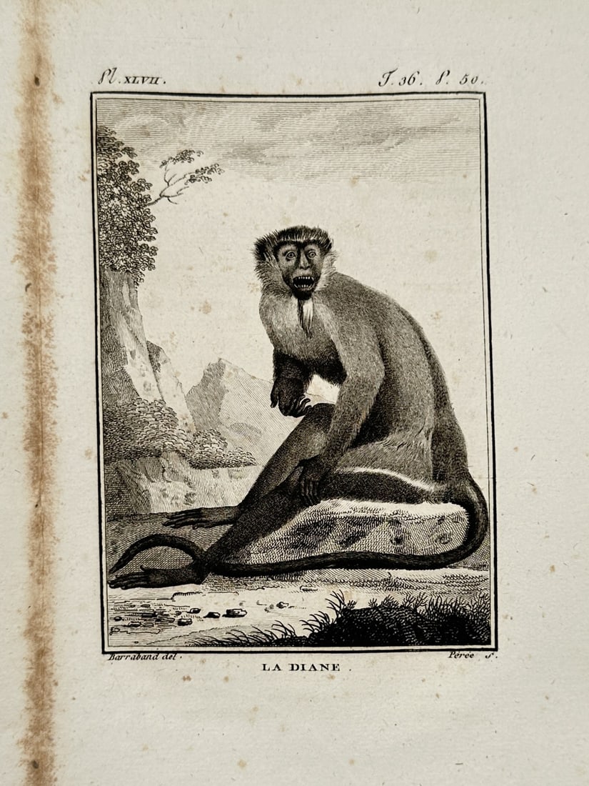 Georges-Louis Leclerc, Comte de Buffon – Portrait of a Diana Monkey – Engraving (1754) (1 of 2)
