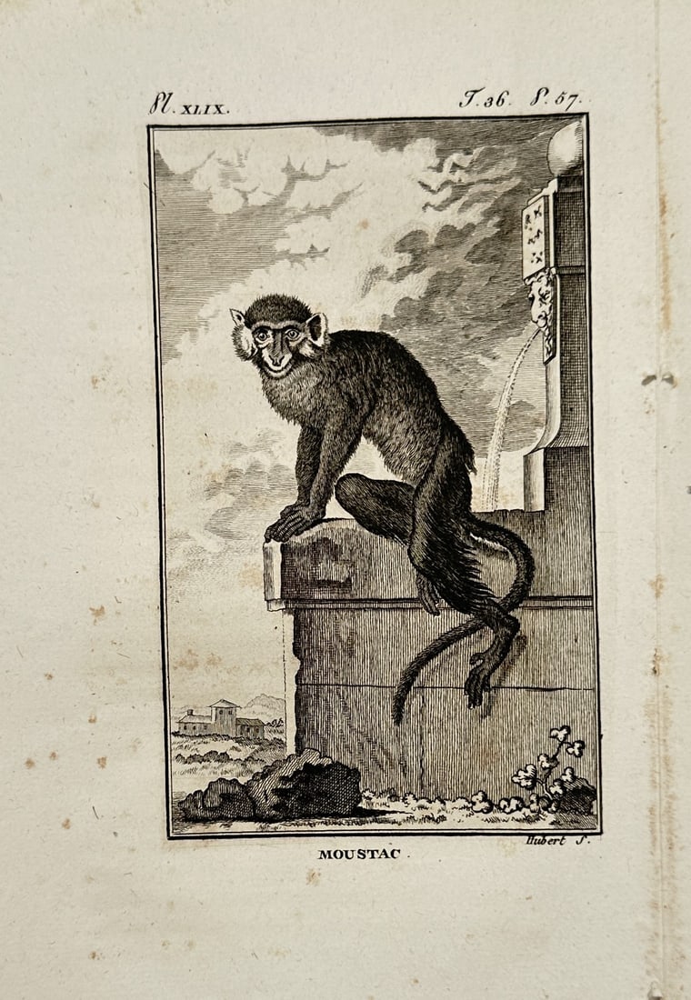 Georges-Louis Leclerc, Comte de Buffon – Portrait of a Moustac Monkey – Engraving (1754): "Moustac" illustrates a moustached guenon monkey perched on a stone fountain ledge, with a stream of water visible in the background against a cloudy sky and distant architectural ruins. This copper e