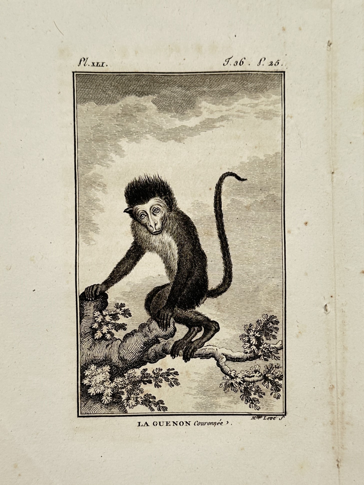 Georges-Louis Leclerc, Comte de Buffon – Portrait of a Crowned Guenon Monkey – Engraving (1754): "La Guenon Couronnée" depicts a crowned guenon monkey perched upon a tree branch, set against a backdrop of clouds and foliage. This copper engraving was published in Paris by the Imprimerie Royale a