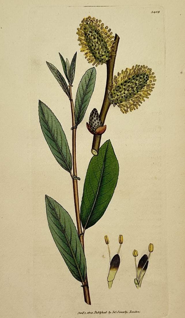 James Sowerby (1757–1822) – Botanical Study of a Willow Branch – Hand-coloured etching (1812) (1 of 2)