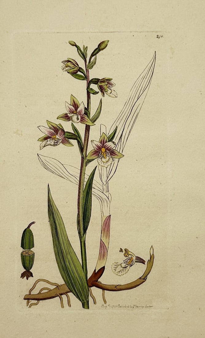 James Sowerby (1757–1822) – Botanical Study of Epipactis Orchid – Hand-coloured etching (1805) (1 of 2)