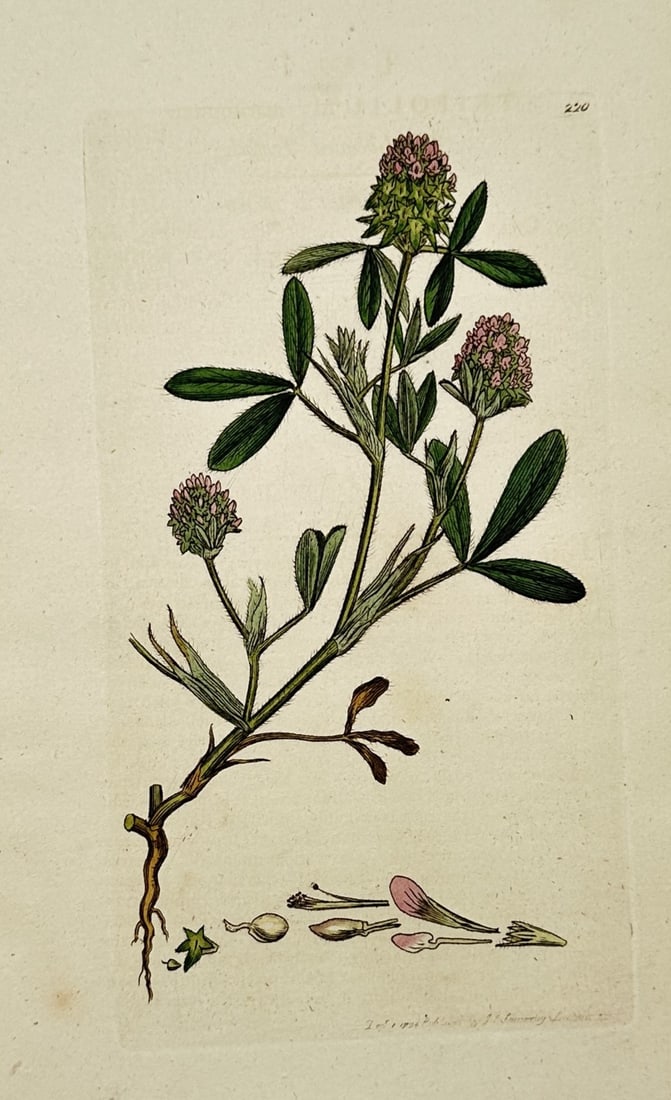 James Sowerby (1757–1822) – Botanical Study of Trifolium Clover – Hand-coloured etching (1799) (1 of 2)