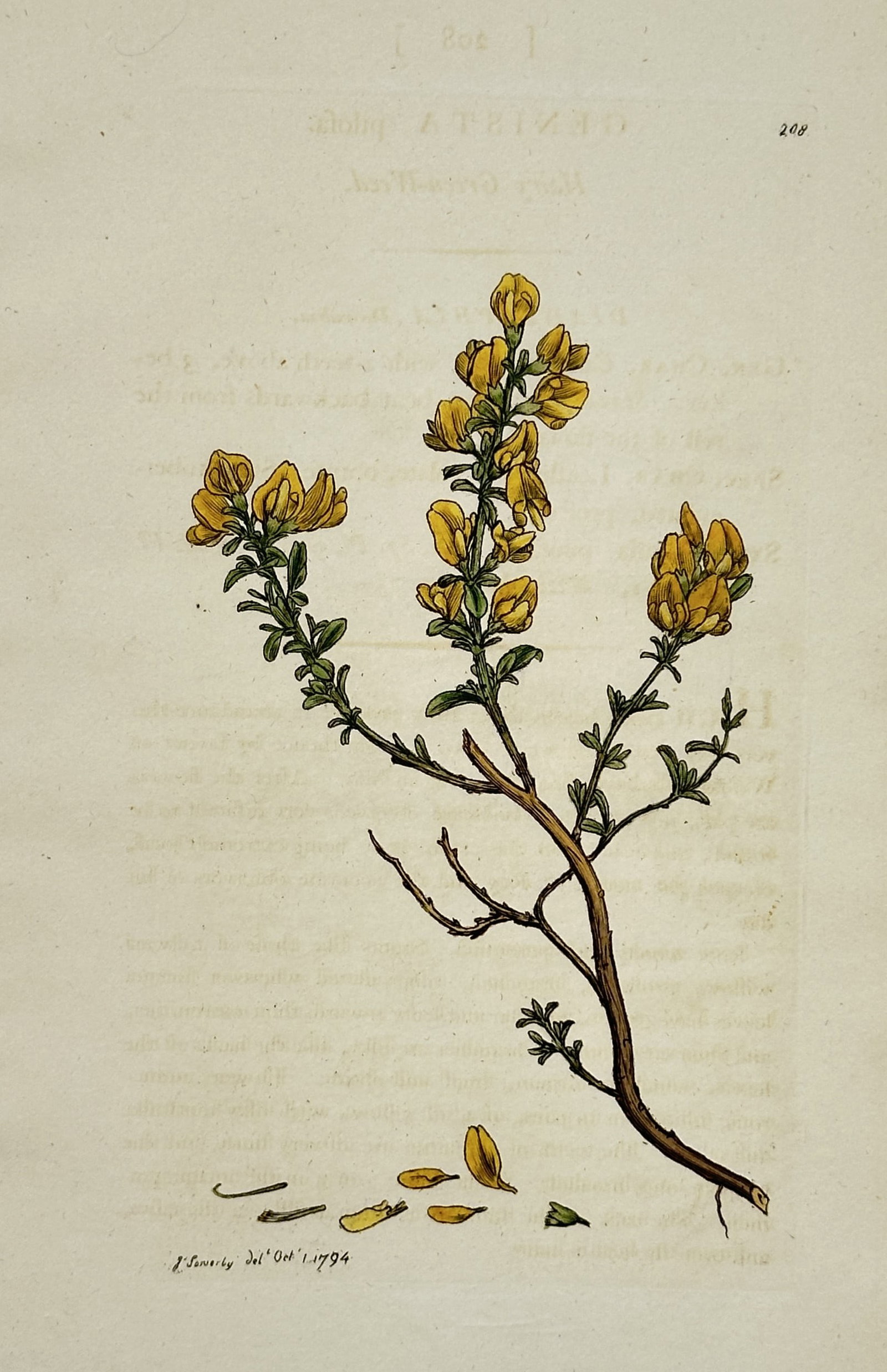 James Sowerby (1757–1822) – Botanical Study of Genista Pilosa – Hand-coloured etching (1794) (1 of 2)