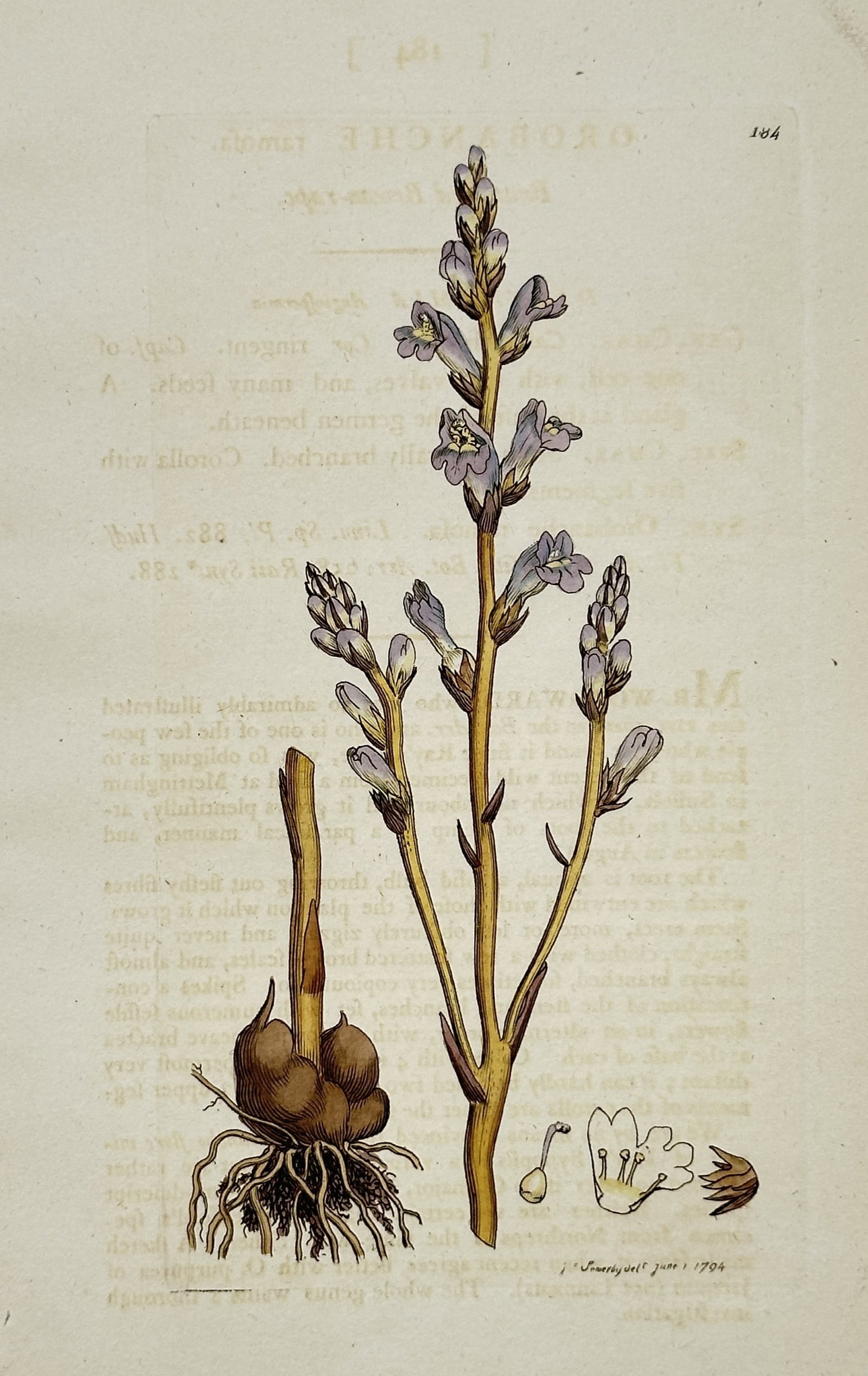 James Sowerby (1757–1822) – Botanical Study of Orobanche Ramosa – Hand-coloured etching (1 of 2)