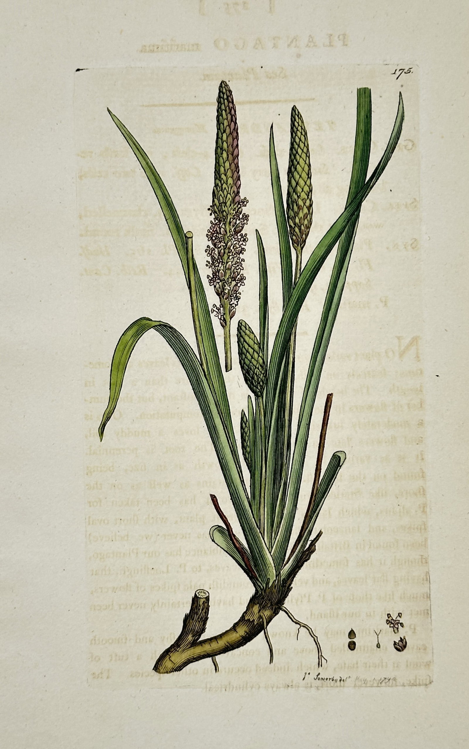 James Sowerby (1757–1822) – Botanical Study of Plantago Maritima – Hand-coloured etching (1 of 2)