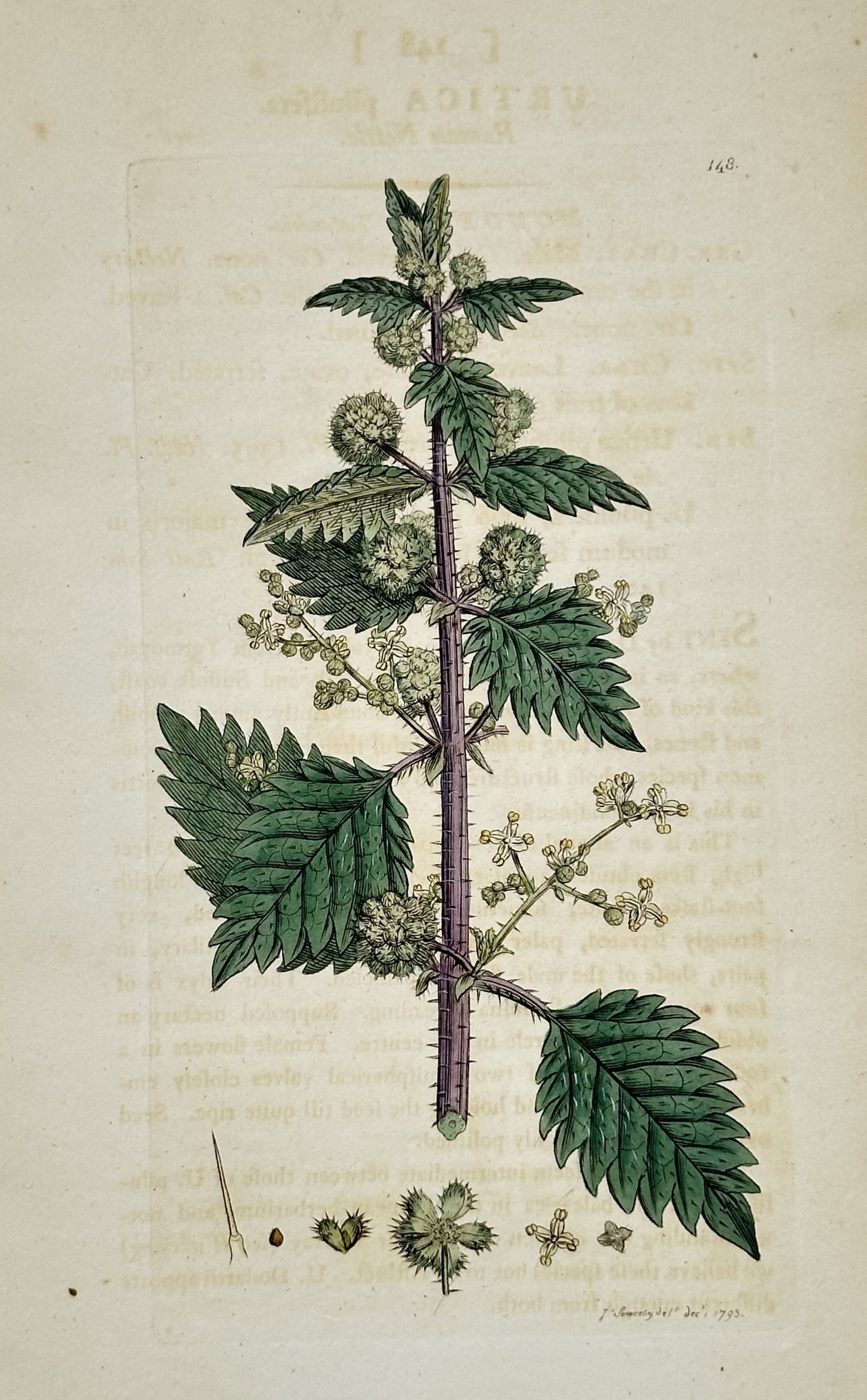 James Sowerby (1757–1822) – Botanical Study of Urtica Pilulifera – Hand-coloured etching: "Urtica pilulifera" illustrates the Roman nettle, featuring its distinctive serrated green leaves and globular clusters of female flowers along a central stinging stem. The plate includes a smaller br