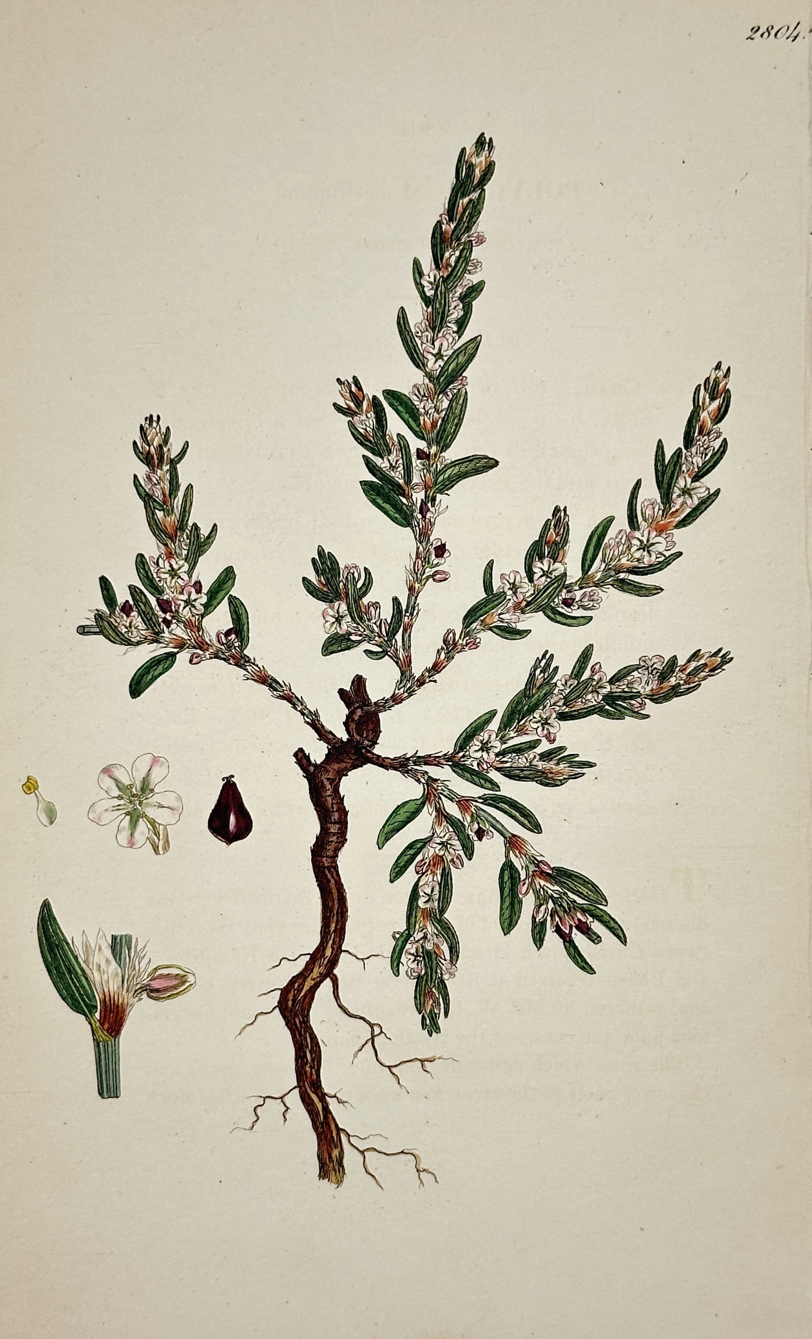 James Sowerby (1757–1822) – Botanical Study of Frankenia Laevis – Hand-coloured etching (1837) (1 of 2)
