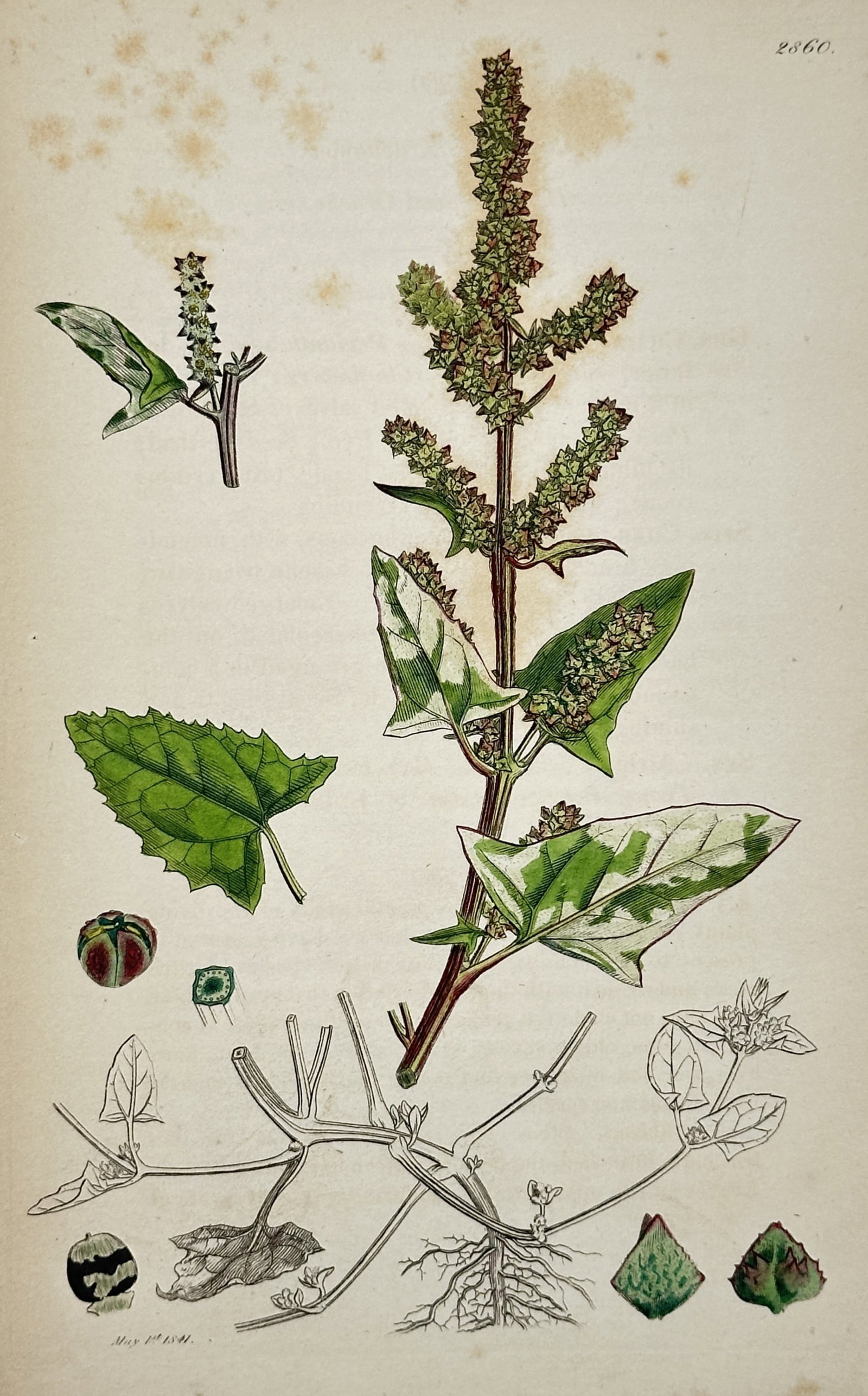James Sowerby (1757–1822) – Botanical Study of Atriplex Species – Hand-coloured etching (1841) (1 of 2)