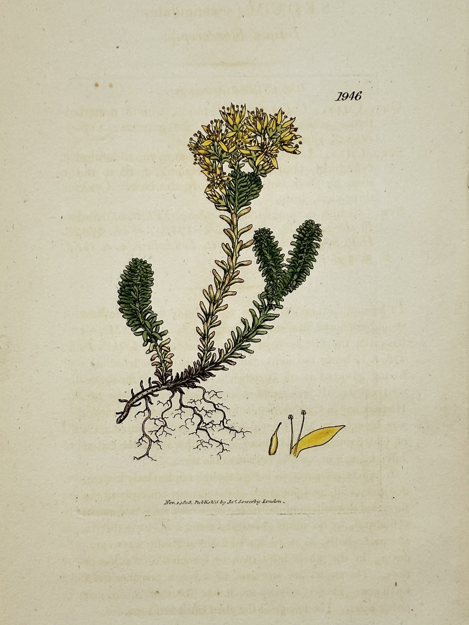 James Sowerby (1757–1822) – Botanical Study of Sedum Reflexum – Hand-coloured etching (1808) (1 of 2)