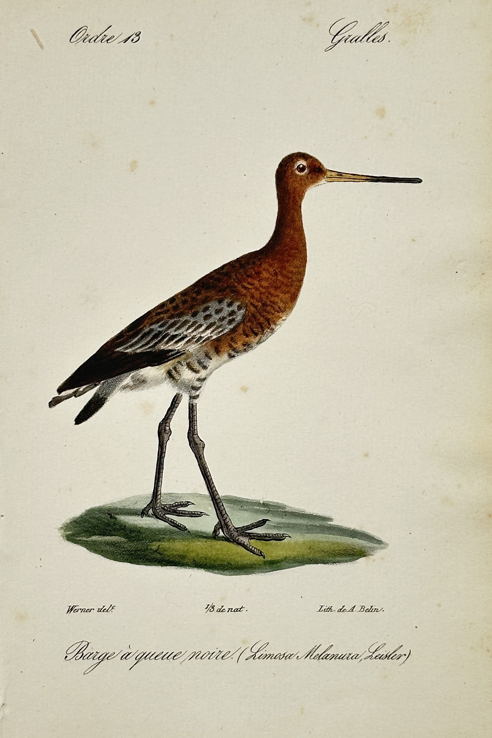 Jean-Charles Werner – Portrait of a Black-tailed Godwit – Hand-coloured lithograph (1828) (1 of 2)