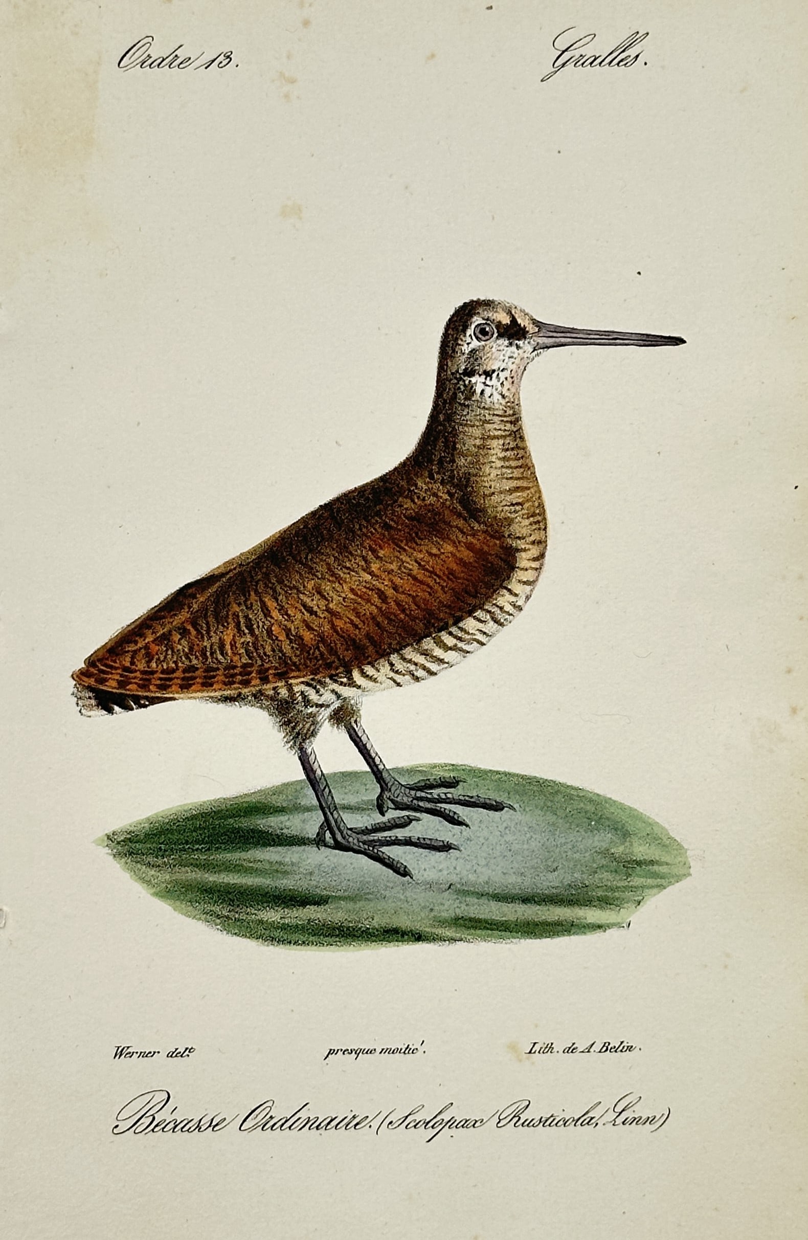Jean-Charles Werner – Portrait of a Woodcock – Hand-coloured lithograph (1828): "Becasse Ordinaire (Scolopax Rusticola, Linn)" illustrates a Eurasian woodcock, rendered with intricate detail to highlight its cryptic brown, black, and buff plumage. The bird is shown standing on a 