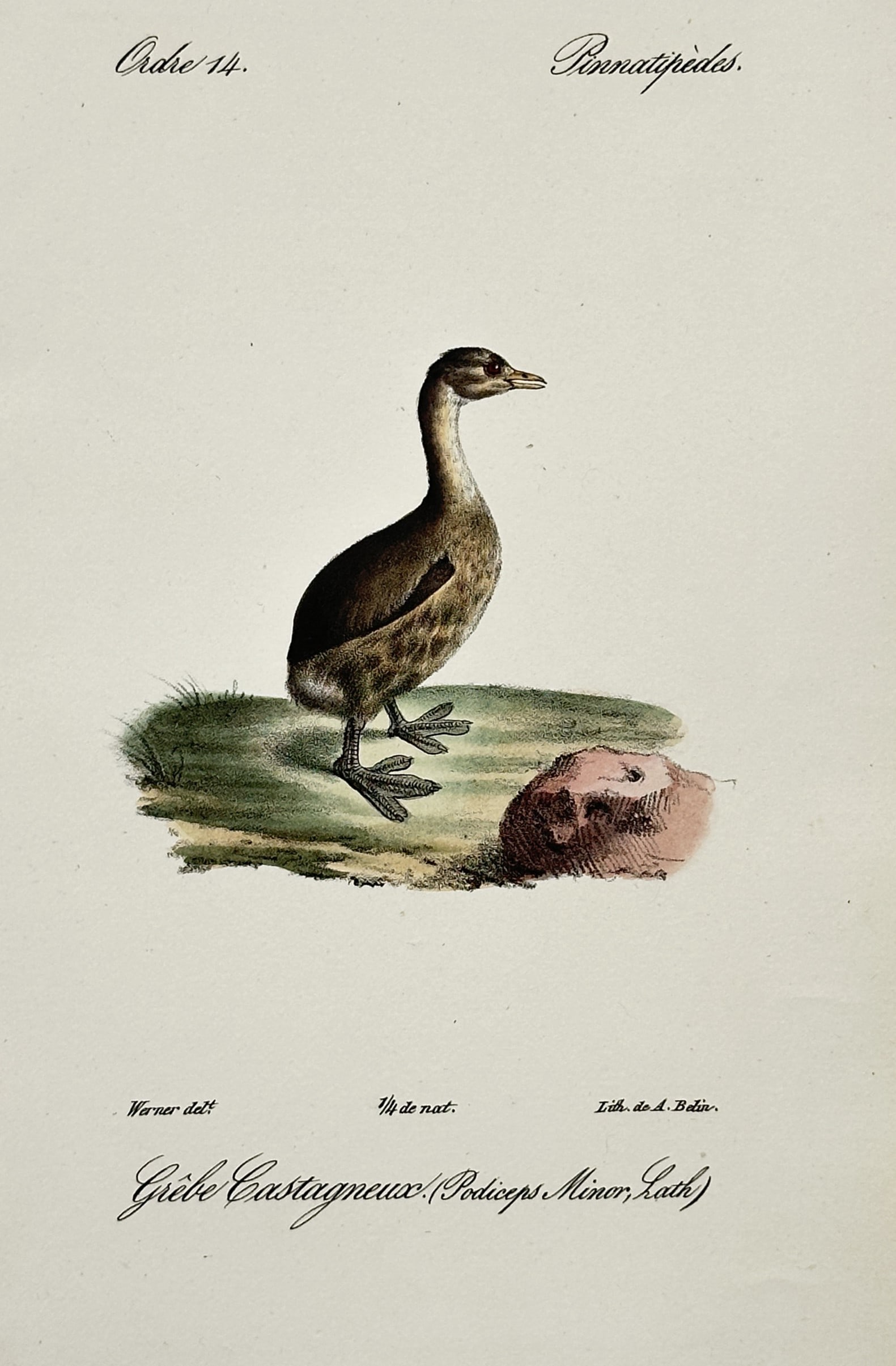 Jean-Charles Werner – Portrait of a Little Grebe – Hand-coloured lithograph (1828): "Grèbe Castagneux (Podiceps Minor, Lath)" depicts a little grebe, also known as a dabchick, standing on a grassy patch beside a small rock. The bird is rendered with fine detail, showing its dark plu
