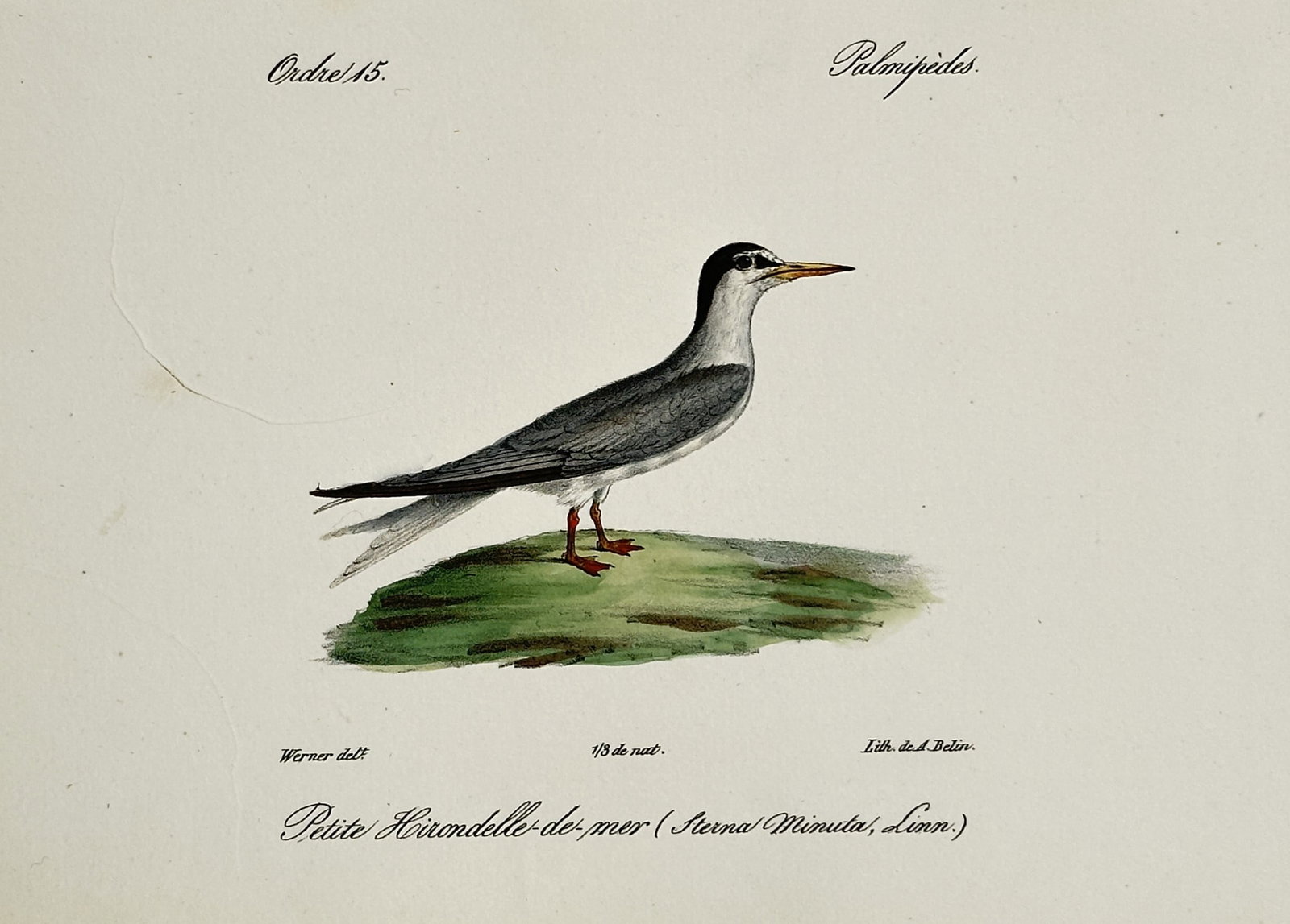 Jean-Charles Werner – Portrait of a Little Tern – Hand-coloured lithograph (1828): "Petite Hirondelle de-mer (Sterna Minuta, Linn.)" illustrates a little tern standing on a small grassy mound, featuring its characteristic grey and white plumage, black cap with a white forehead, and 