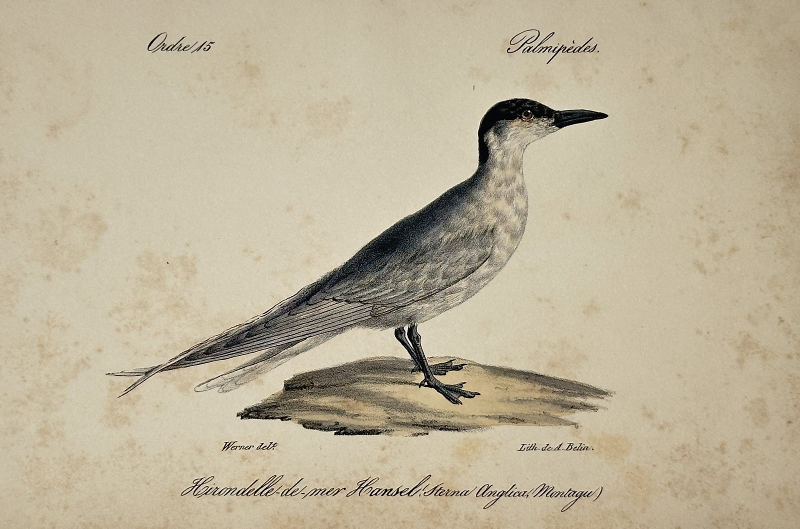 Jean-Charles Werner – Portrait of a Gull-billed Tern – Hand-coloured lithograph (1828) (1 of 2)