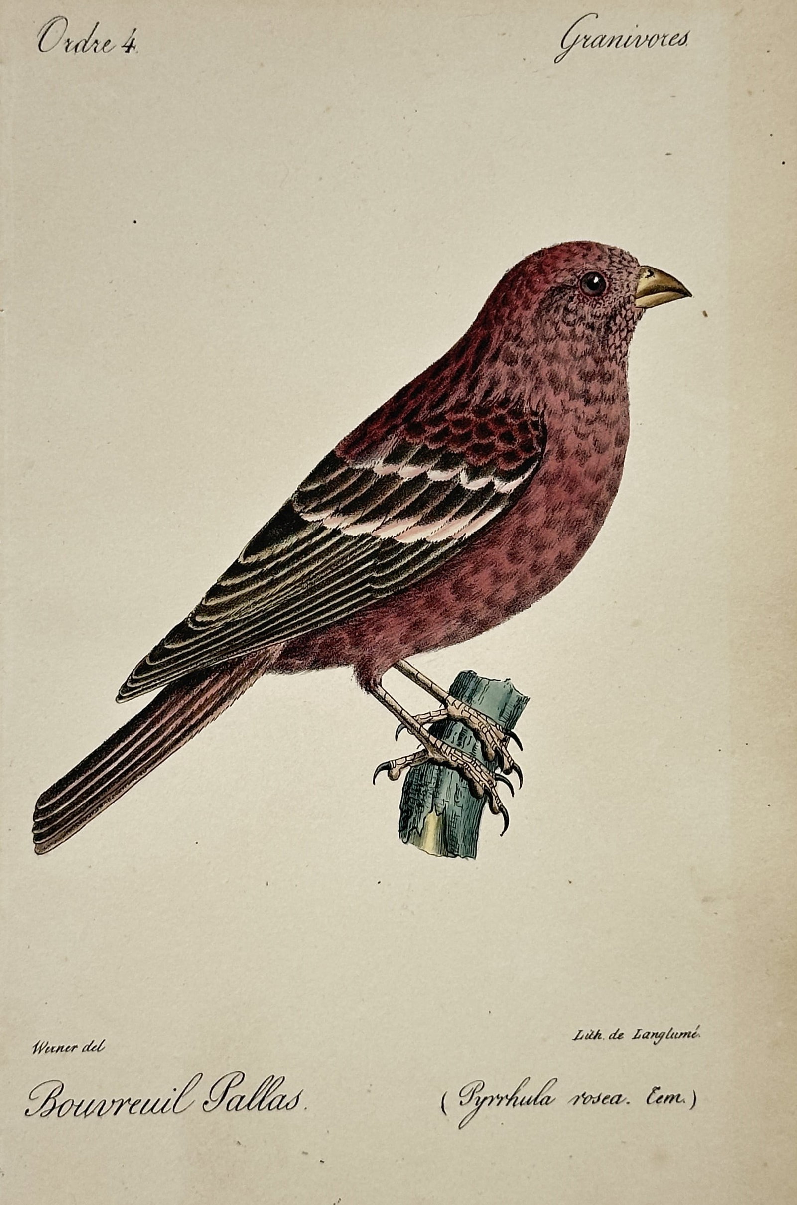 Jean-Charles Werner – Portrait of a Pallas’s Rosefinch – Hand-coloured lithograph (1828): "Bouvreuil Pallas (Pyrrhula rosea, Tem.)" illustrates a Pallas’s rosefinch perched on a small branch, showcasing the bird's distinctive rose-pink plumage and patterned wings. This hand-coloured lith
