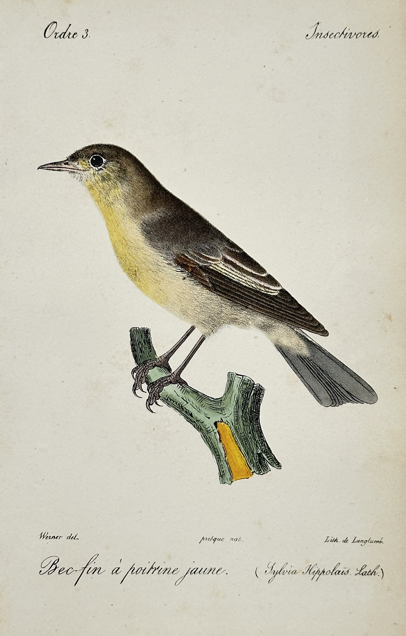 Jean-Charles Werner – Portrait of a Melodious Warbler – Hand-coloured lithograph (1828) (1 of 2)