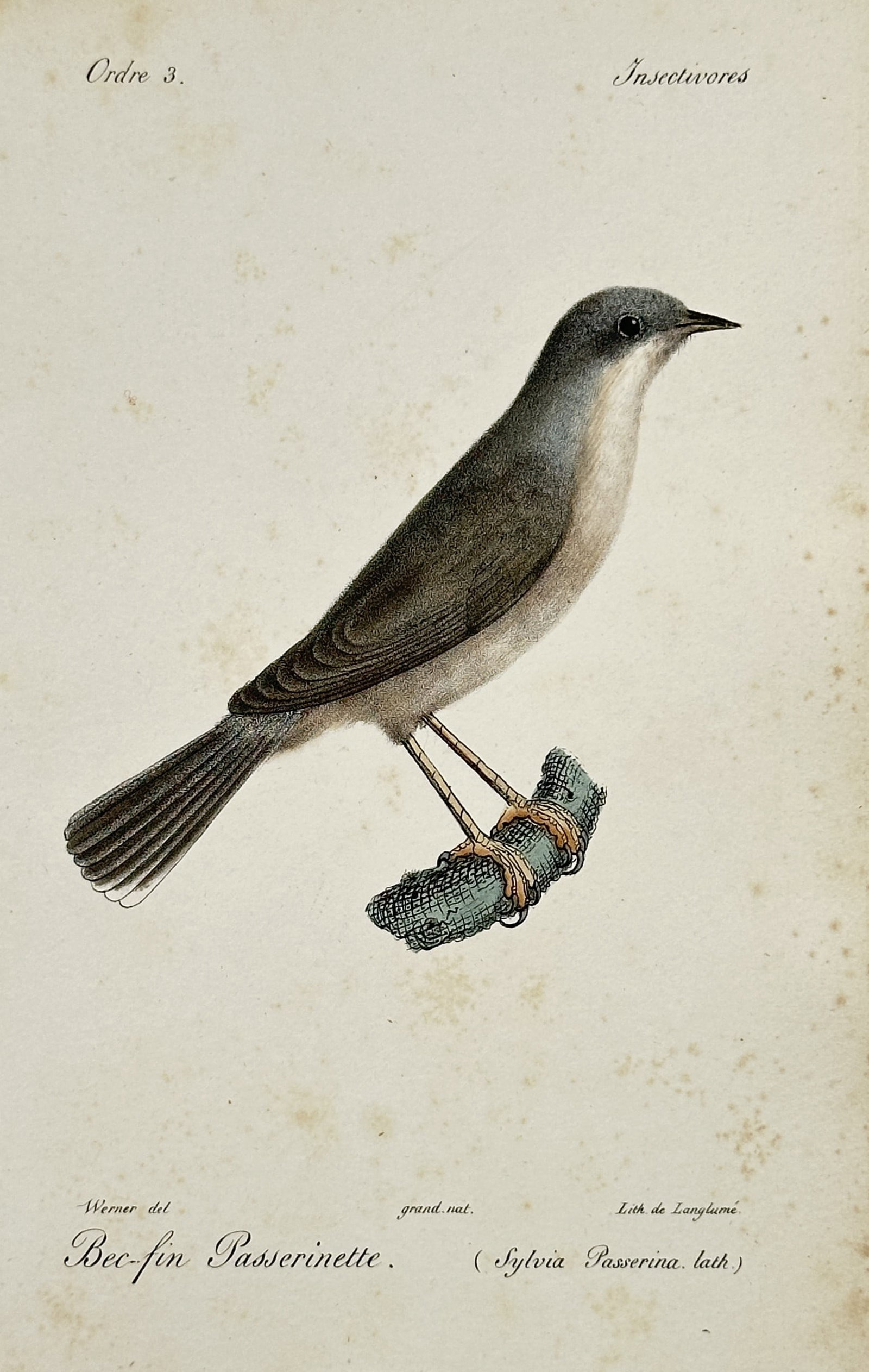Jean-Charles Werner – Portrait of a Subalpine Warbler – Hand-coloured lithograph (1828): "Bec-fin Passerinette (Sylvia Passerina, Lath.)" illustrates a Subalpine Warbler perched on a small branch, showing its elegant greyish-brown plumage and lighter underparts. This hand-coloured lithogr