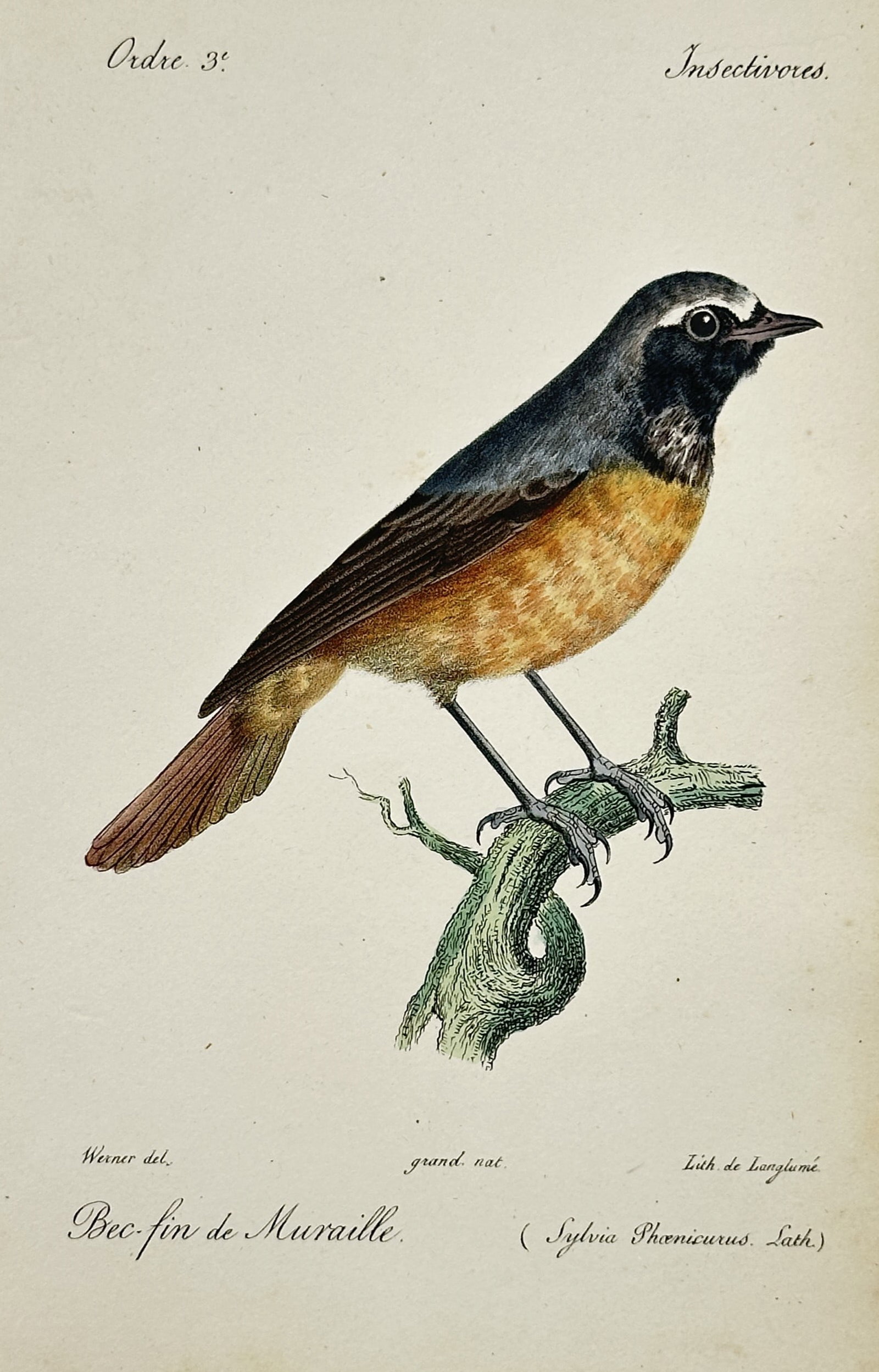 Jean-Charles Werner – Portrait of a Common Redstart – Hand-coloured lithograph (1828) (1 of 2)