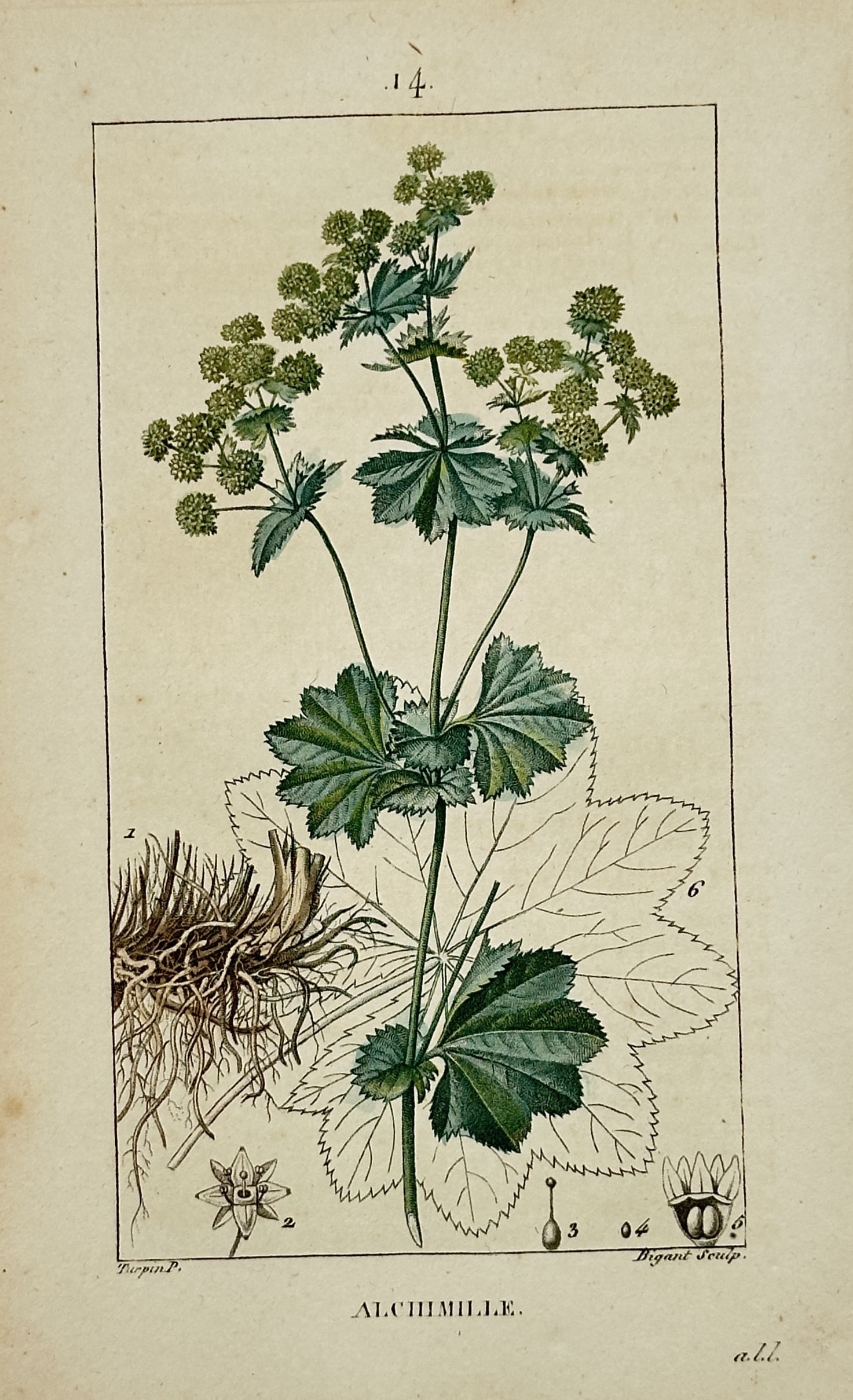 Pierre Jean François Turpin – Botanical Study of Alchemilla – Hand-coloured engraving (1815): "Alchimille" presents a detailed botanical illustration of lady's mantle, featuring its characteristic fan-shaped, lobed green leaves and clusters of small yellow-green flowers. The work includes a de