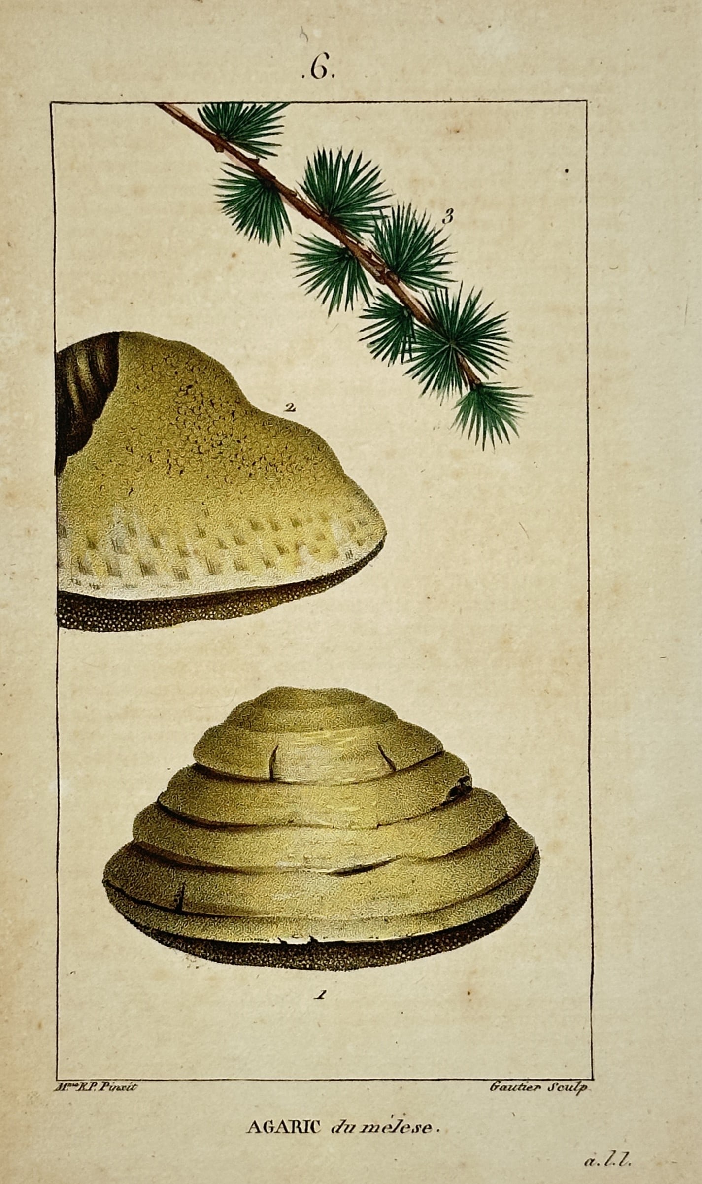 Madame Ernestine Panckoucke – Botanical Study of Larch Agaric Mushroom: "Agaric du mélèse" illustrates the larch agaric fungus, showing a cross-section and a full exterior view of the tiered, hoof-shaped mushroom alongside a green larch branch. This hand-coloured engrav