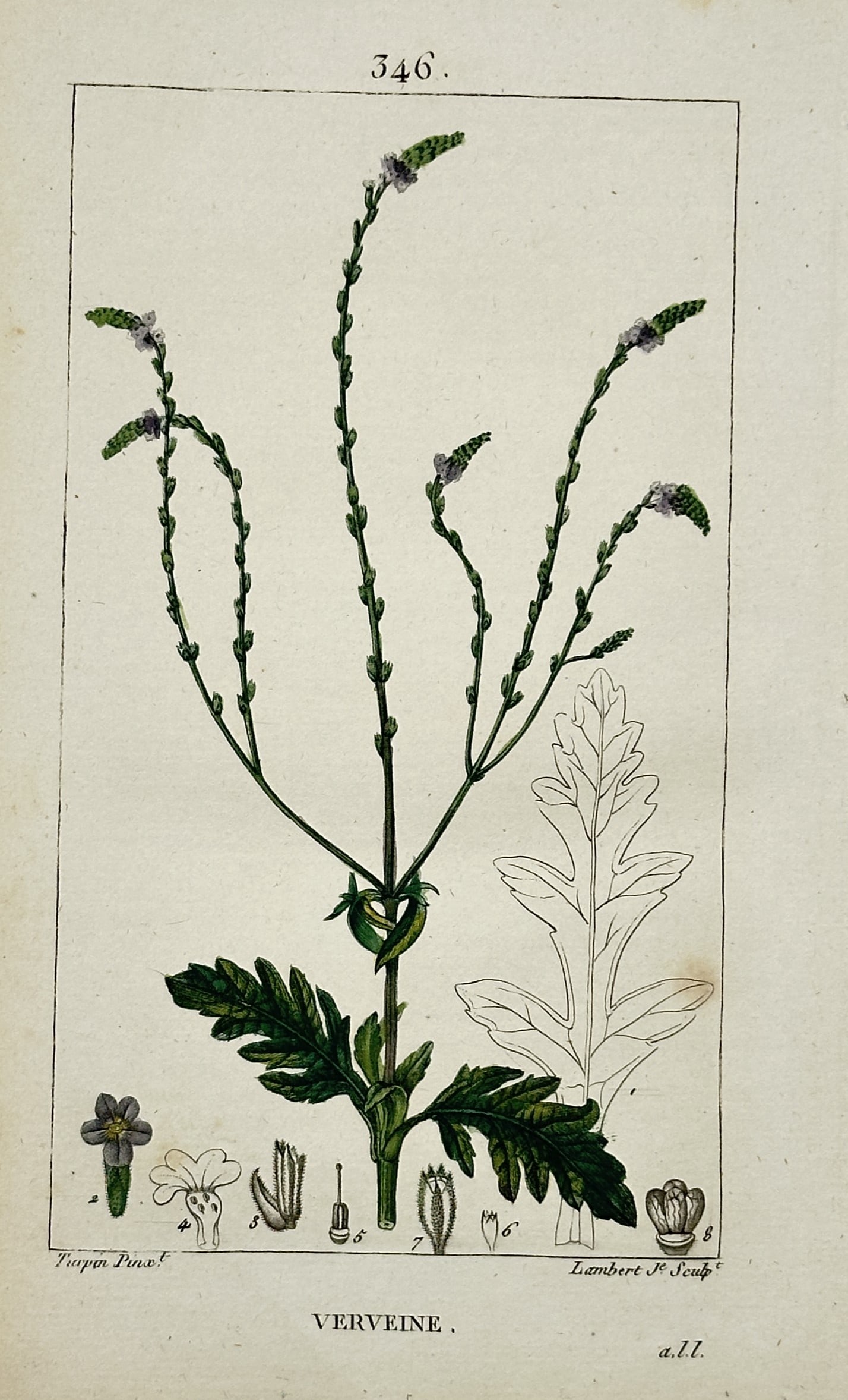 Pierre Jean François Turpin – Botanical Study of Verbena – Hand-coloured engraving (1815) (1 of 2)