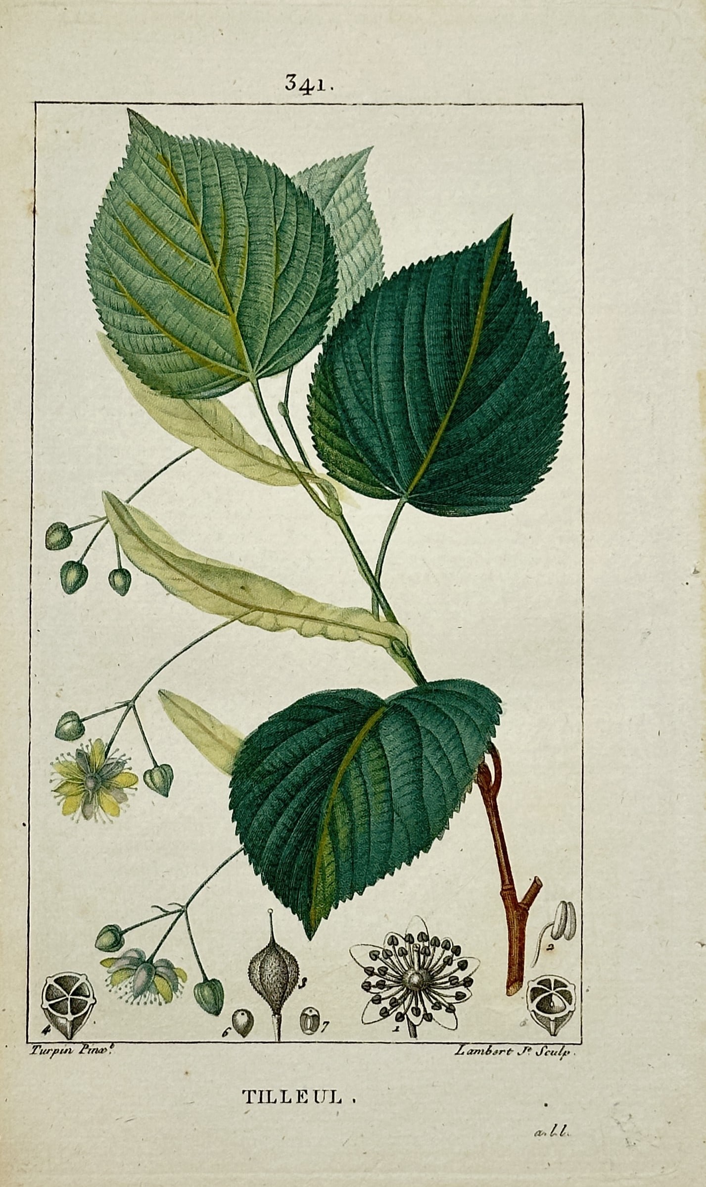 Pierre Jean François Turpin – Botanical Study of Linden – Hand-coloured engraving (1815) (1 of 2)