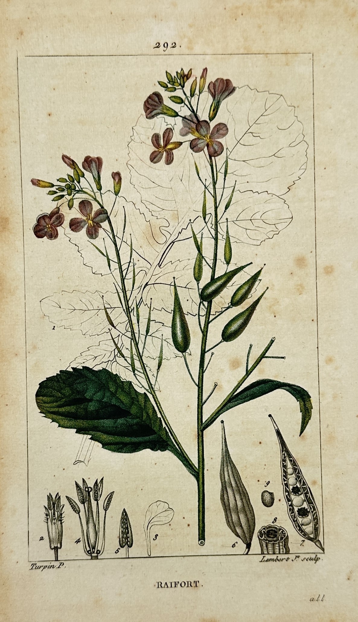 Pierre Jean François Turpin – Botanical Study of Radish – Hand-coloured engraving (1815): "Raifort" presents a detailed botanical illustration of a radish plant, showing its purple-veined flowers, green seed pods, and characteristic foliage. The work includes an uncoloured outline of a lar