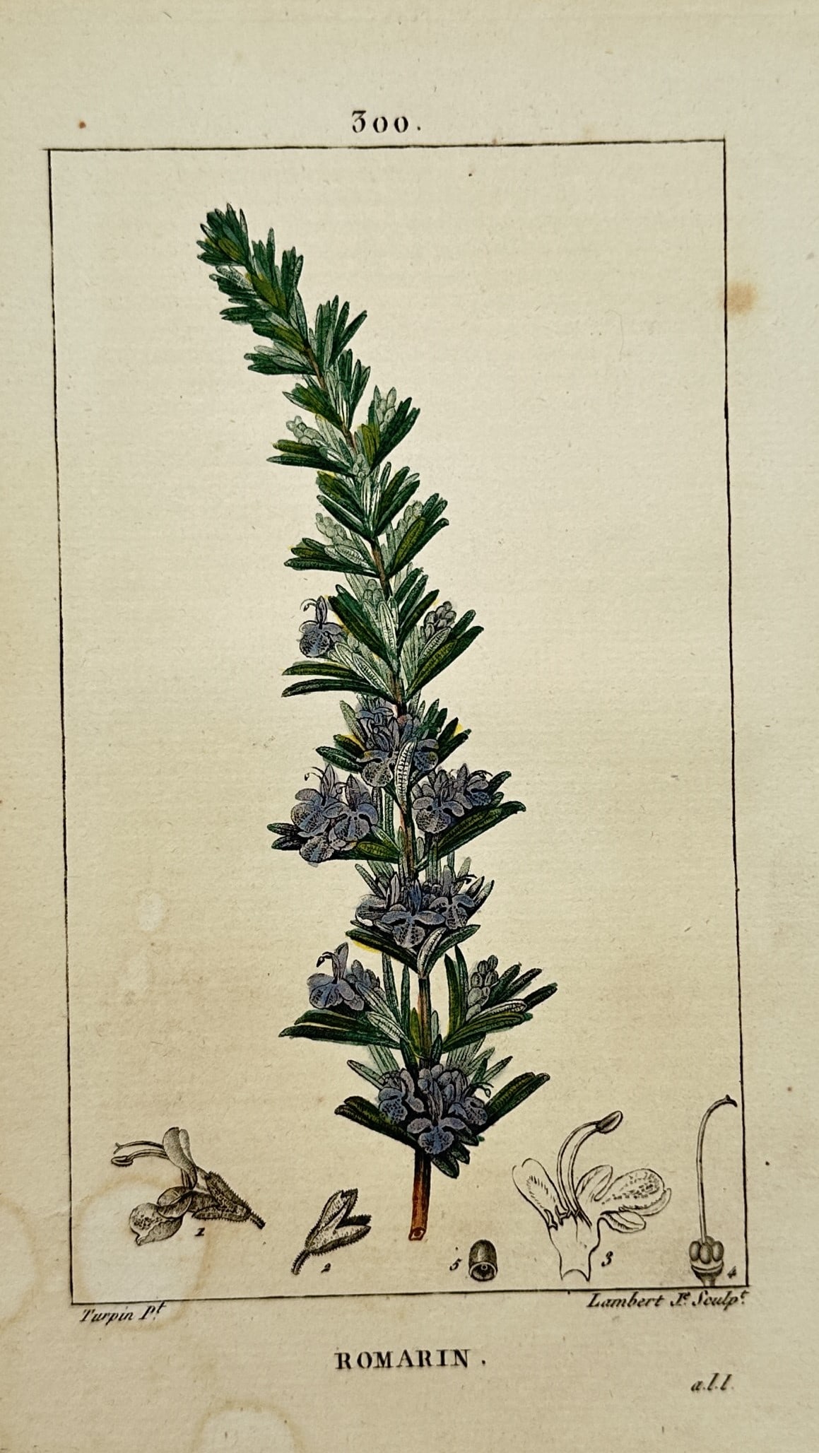 Pierre Jean François Turpin – Botanical Study of Rosemary – Hand-coloured engraving (1815): "Romarin" illustrates a flowering branch of rosemary, featuring its needle-like green leaves and small, delicate purple blossoms. The work includes several magnified floral dissections at the base, sh