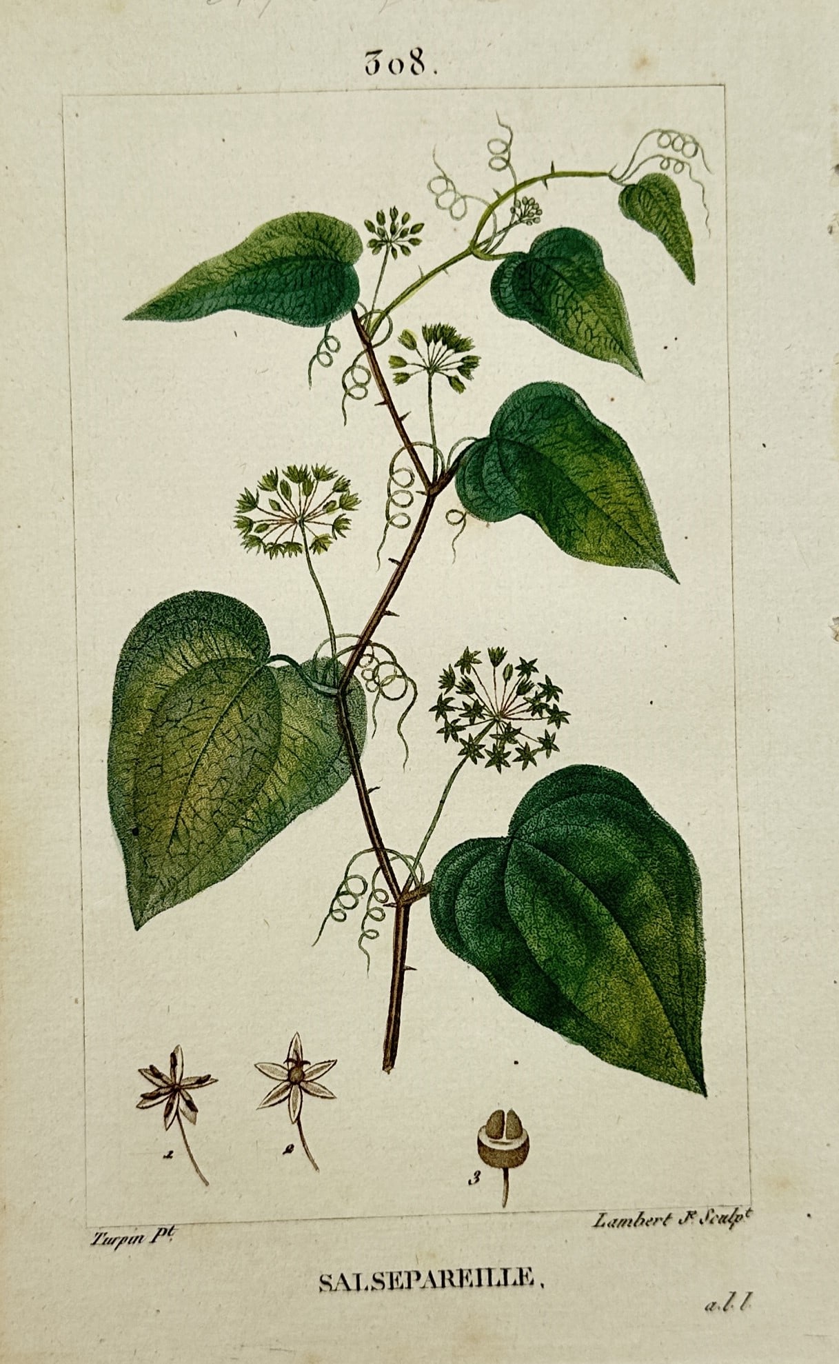 Pierre Jean François Turpin – Botanical Study of Sarsaparilla – Hand-coloured engraving (1815) (1 of 2)