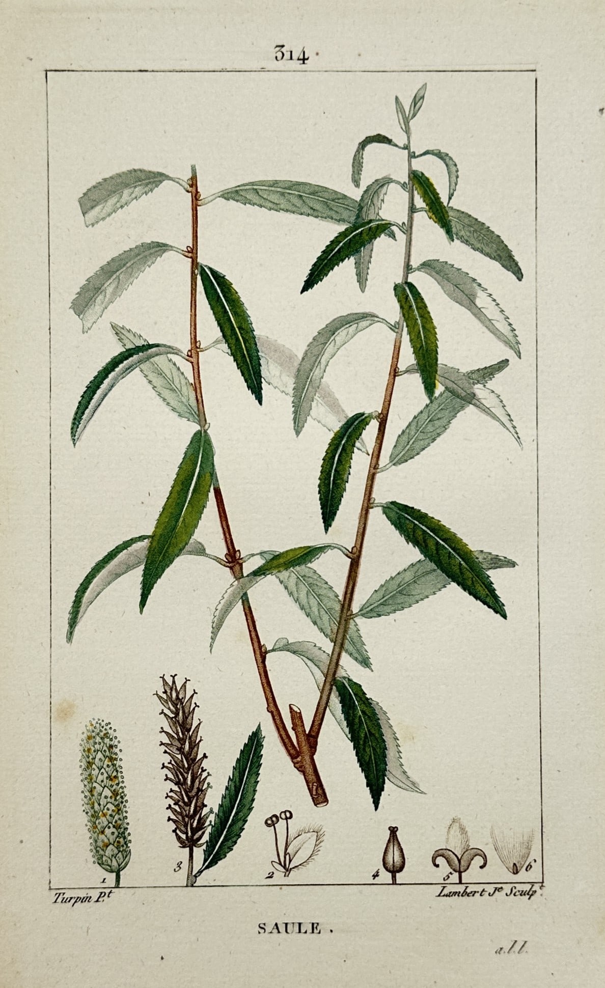 Pierre Jean François Turpin – Botanical Study of Willow – Hand-coloured engraving (1815): "Saule" presents a detailed botanical illustration of a willow branch, featuring its characteristic lanceolate green leaves and catkin structures. The work includes several magnified dissections at th