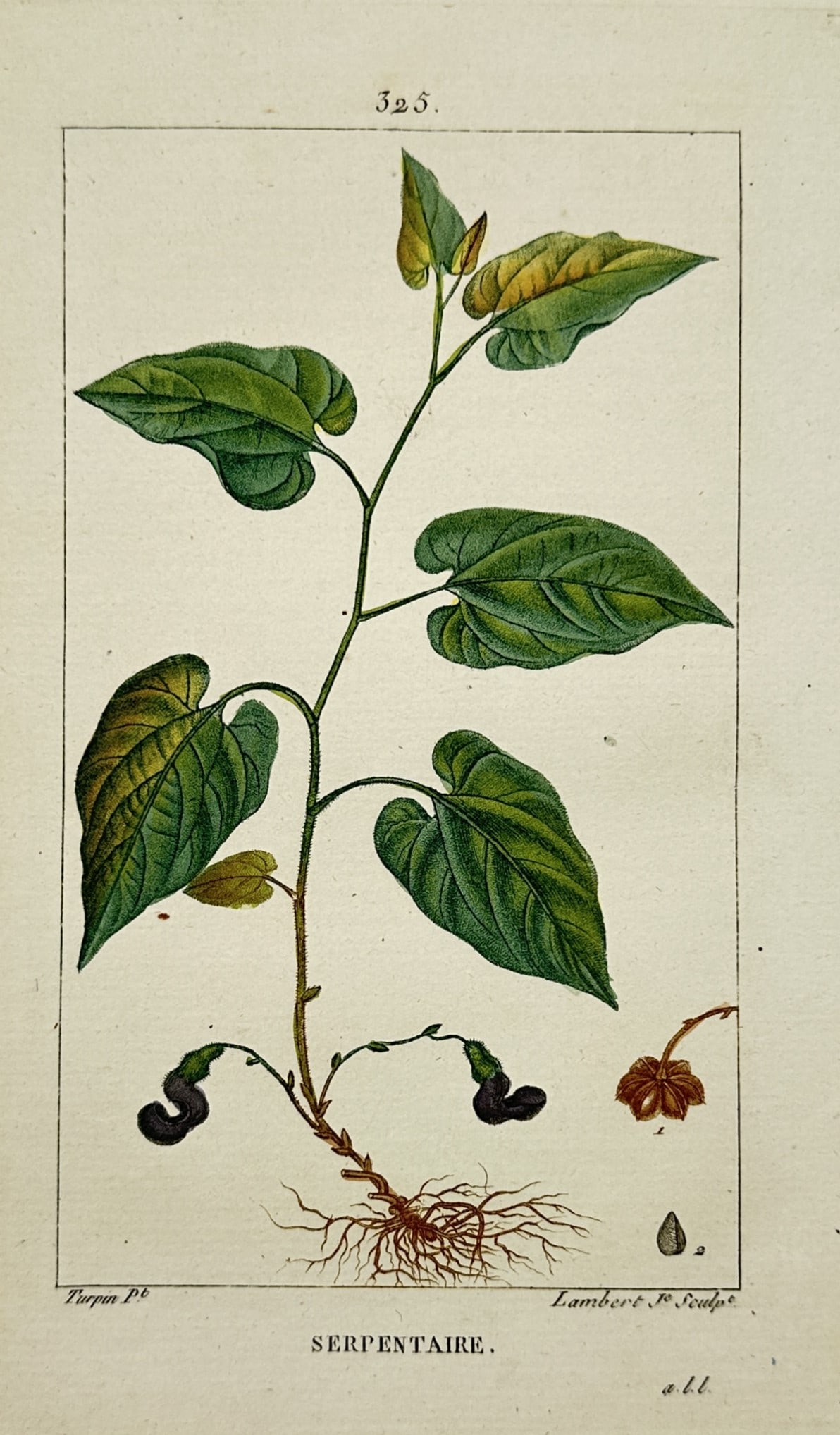 Pierre Jean François Turpin – Botanical Study of Birthwort – Hand-coloured engraving (1815): "Serpentaire" depicts a botanical study of a birthwort plant, featuring its cordate green leaves, fibrous root system, and unusual dark, curved flowers near the base. The work includes magnified botan