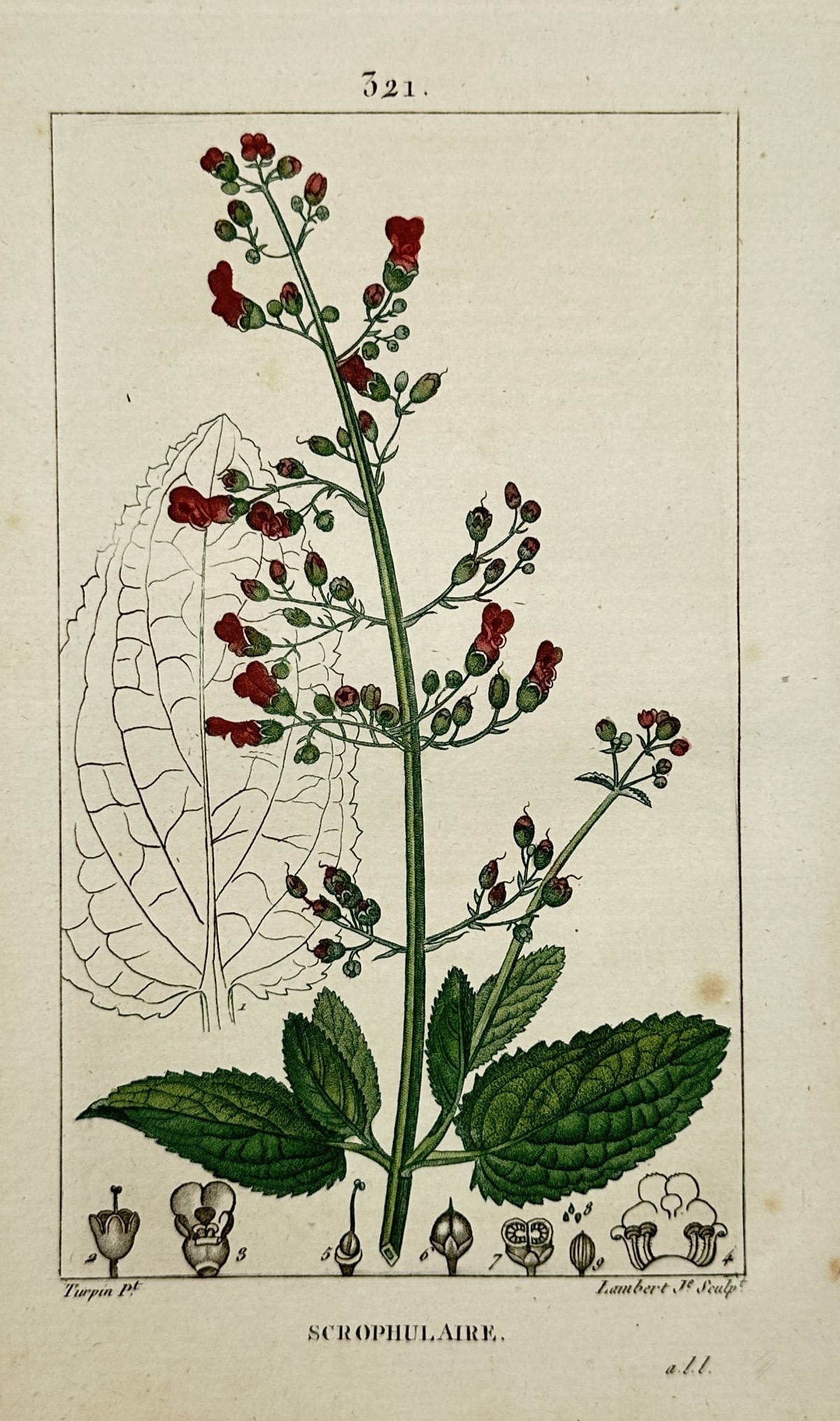 Pierre Jean François Turpin – Botanical Study of Figwort – Hand-coloured engraving (1815): "Scrophulaire" presents a detailed botanical illustration of a figwort plant, featuring its tall flowering spike with small brownish-red blossoms and serrated green leaves. The work includes an uncolo