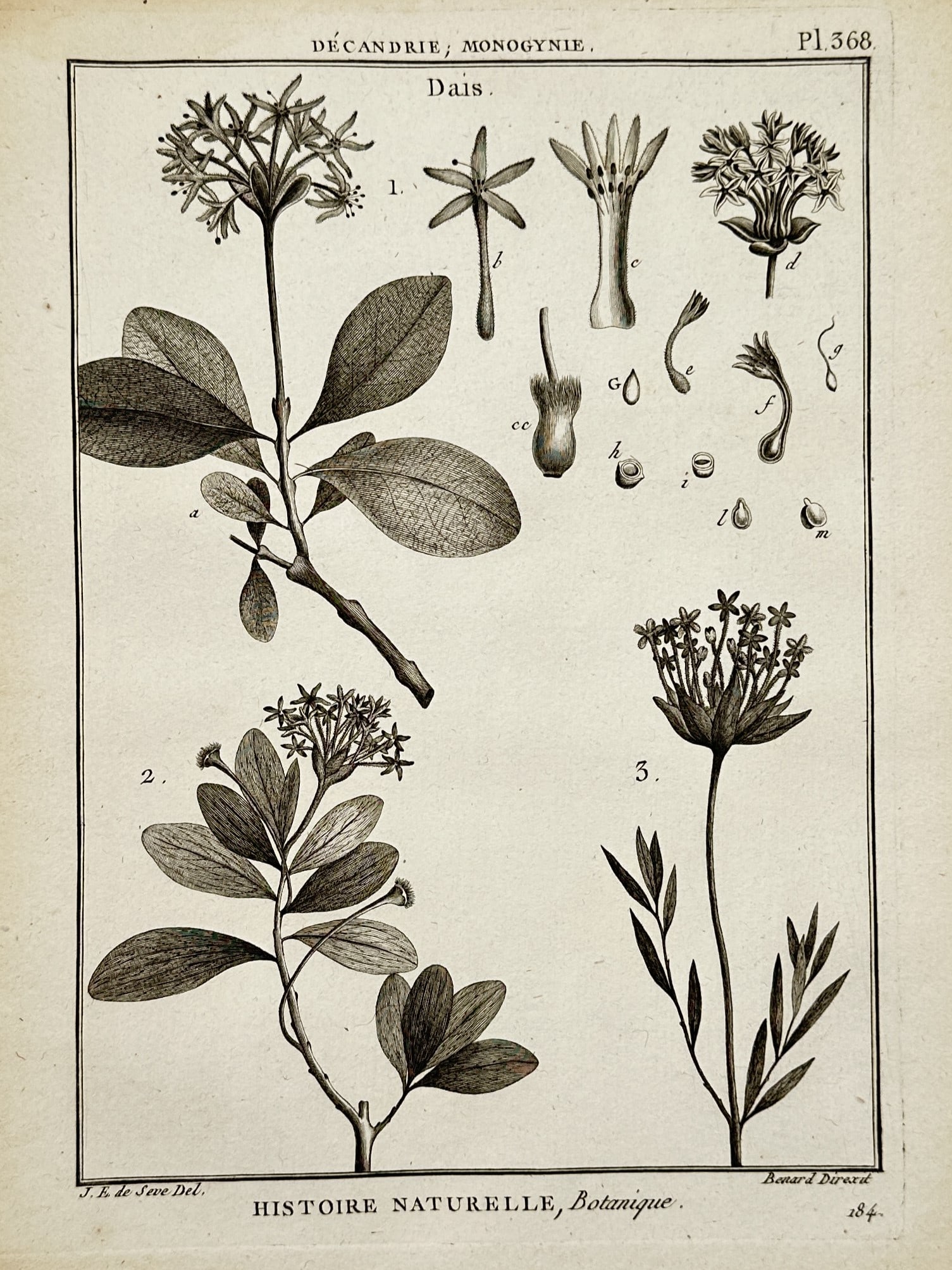 Robert Benard – Botanical Study of Dais – Copper engraving (1791): "Dais" presents a scientific botanical illustration of the Dais plant genus, featuring several specimens with their distinctive terminal flower clusters and simple, ovate leaves. The plate includes nu