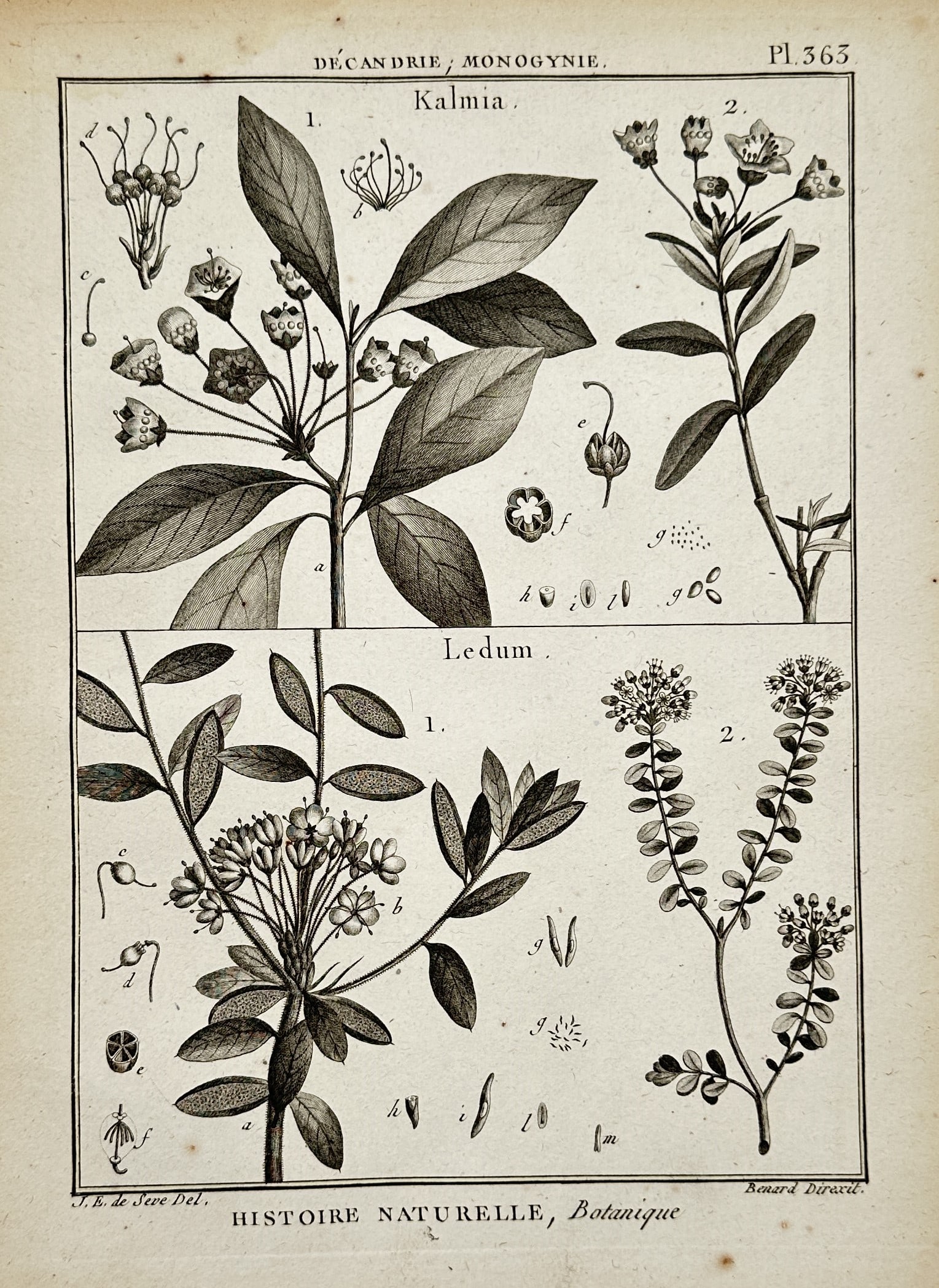 Robert Benard – Botanical Study of Kalmia and Ledum – Copper engraving (1791): "Kalmia. Ledum." presents a scientific botanical illustration of mountain laurel and wild rosemary, showcasing various branches with their characteristic flowers and leaf arrangements. The plate featu