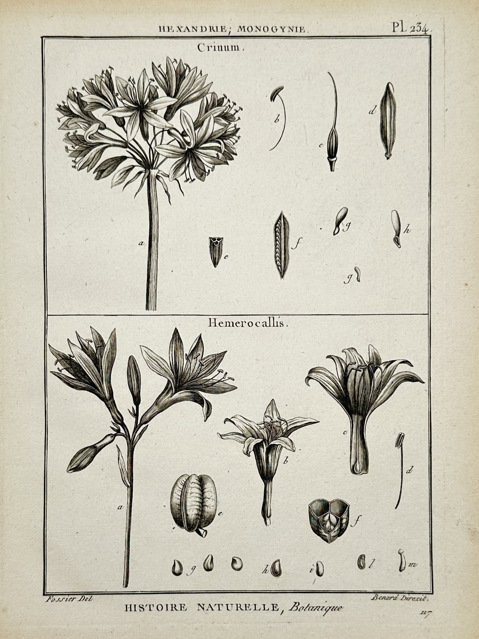 Robert Benard – Botanical Study of Crinum and Hemerocallis – Copper engraving (1791): "Crinum. Hemerocallis." illustrates the botanical structures of lilies and daylilies, featuring a large flowering umbel at the top and various daylily blooms and seed pods below. The plate includes mu