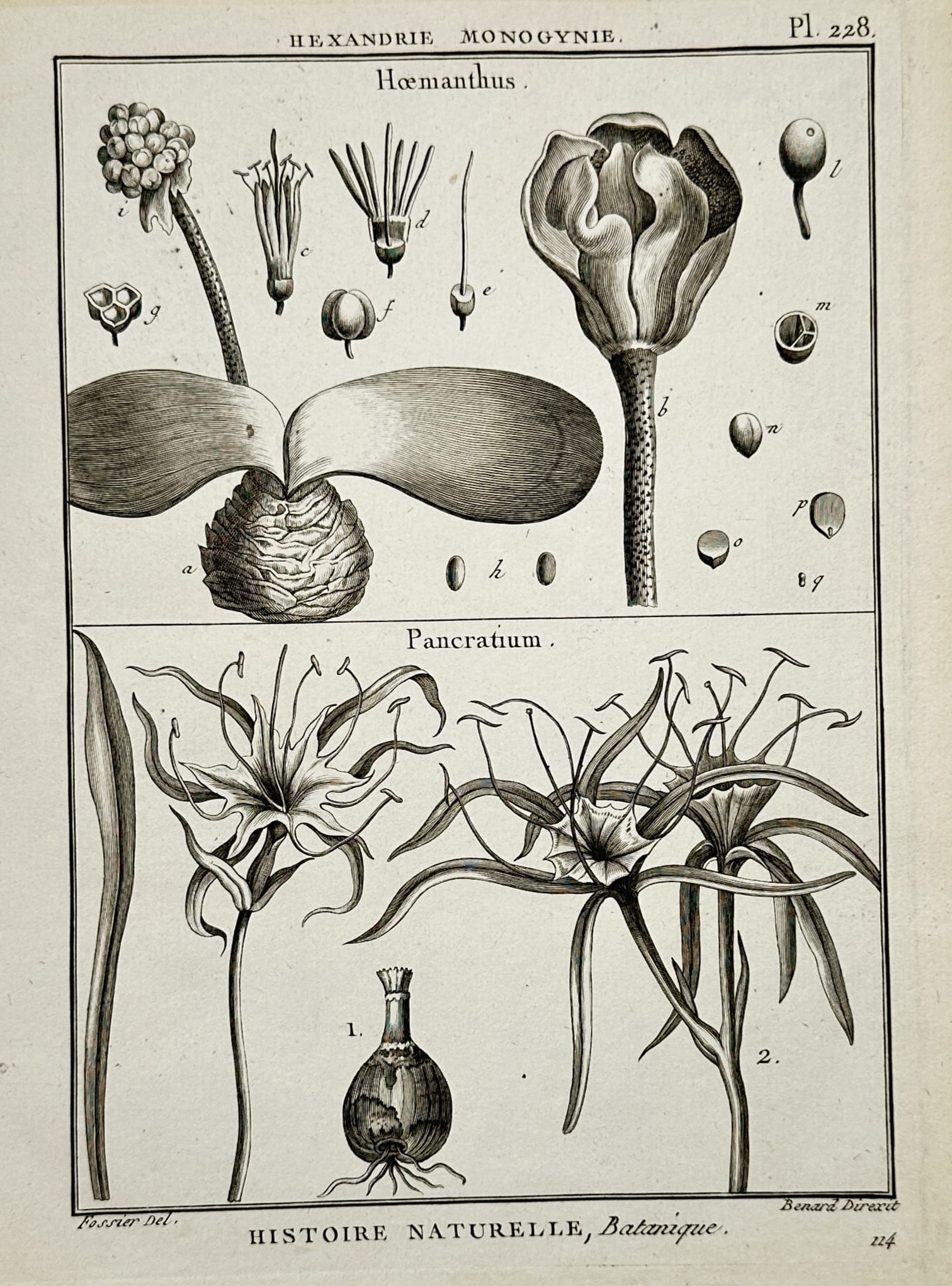 Robert Benard – Botanical Study of Haemanthus and Pancratium – Copper engraving (1791): "Haemanthus. Pancratium." presents a scientific botanical illustration featuring the blood lily and sea daffodil. The upper section shows the Haemanthus with its thick bulb, broad leaves, and distinct