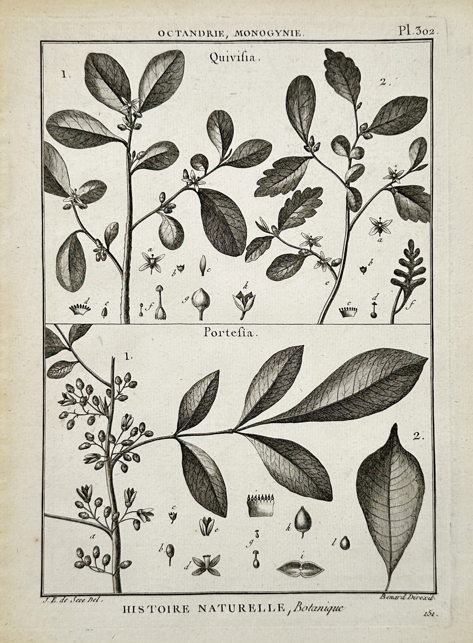 Robert Benard – Botanical Study of Quivisia and Portesia – Copper engraving (1791): "Quivisia. Portesia." illustrates various branches of the Quivisia and Portesia plant genera, showing their diverse leaf shapes and small flowering clusters. The plate is filled with precise technical