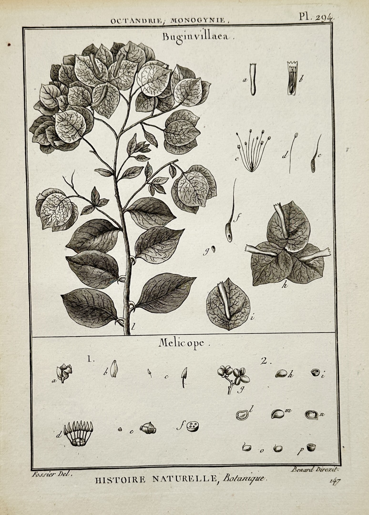 Robert Benard – Botanical Study of Bougainvillea and Melicope – Copper engraving (1791): "Buginvillaea. Melicope." presents a scientific botanical illustration featuring a large branch of bougainvillea with its prominent bracts and heart-shaped leaves in the upper section. The lower secti