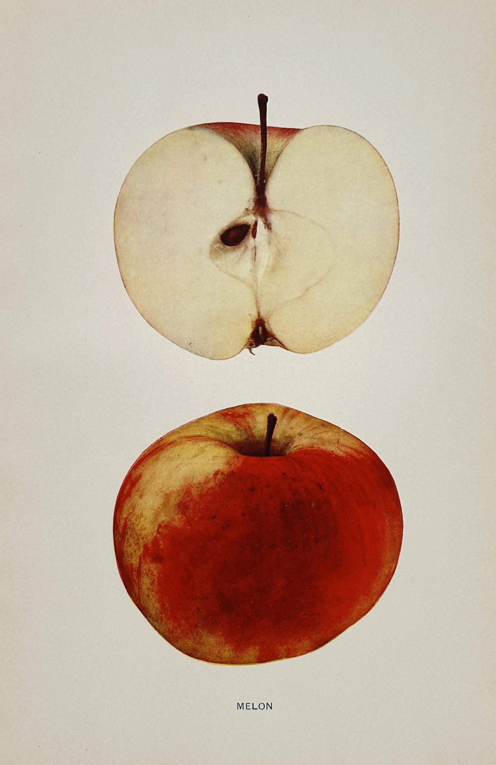 Spencer Ambrose Beach (1860–1922) – Pomological Study of the Melon Apple – Chromolithograph: "Melon" features a vibrant botanical study of the Melon apple variety, showcasing both a whole specimen with its characteristic red-streaked yellow skin and a vertical cross-section revealing the crea
