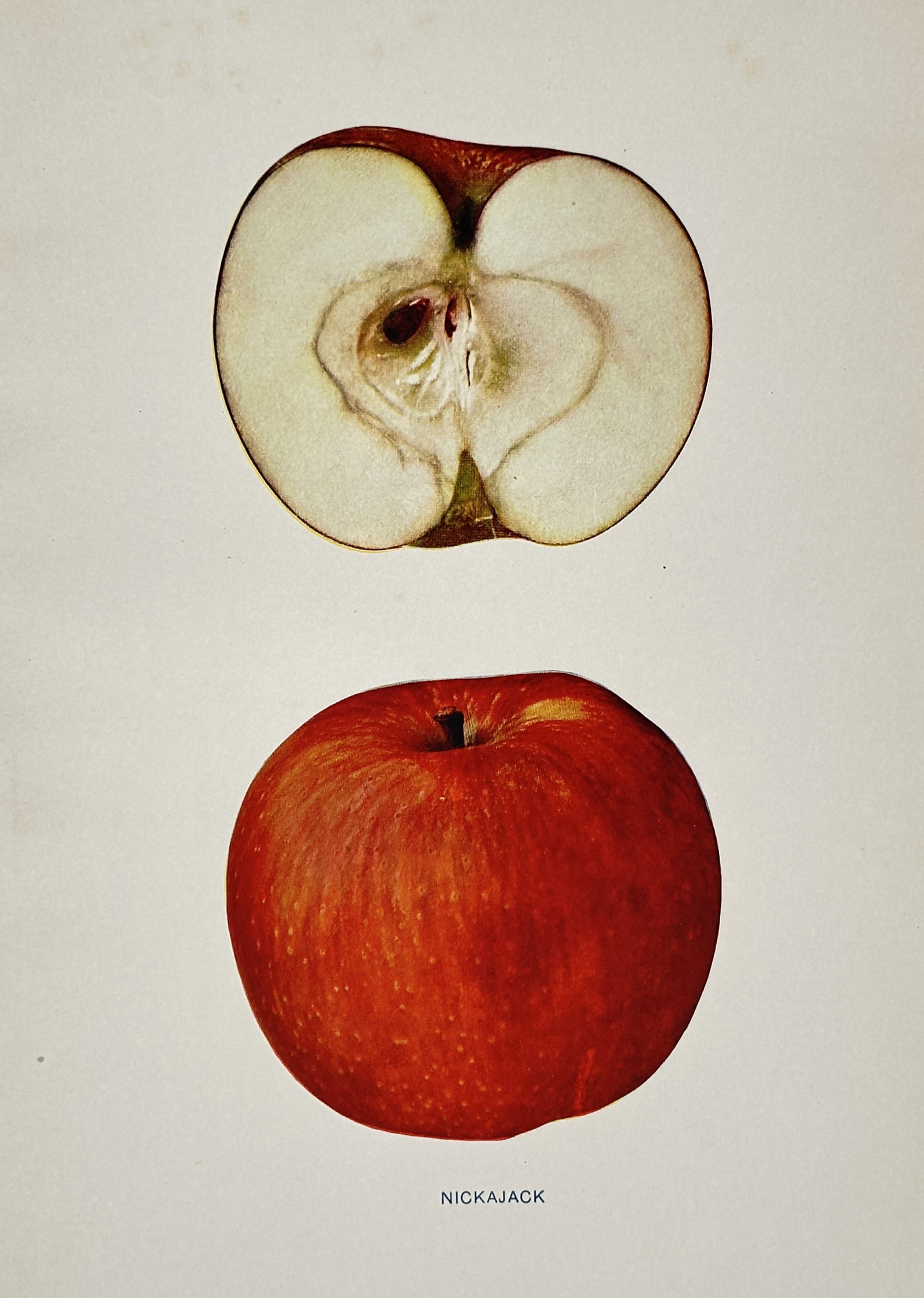 Spencer Ambrose Beach (1860–1922) – Pomological Study of the Nickajack Apple: "Nickajack" presents a detailed botanical study of the Nickajack apple variety, featuring a whole specimen with its deep red skin and a vertical cross-section showing the firm, pale flesh and seed cor
