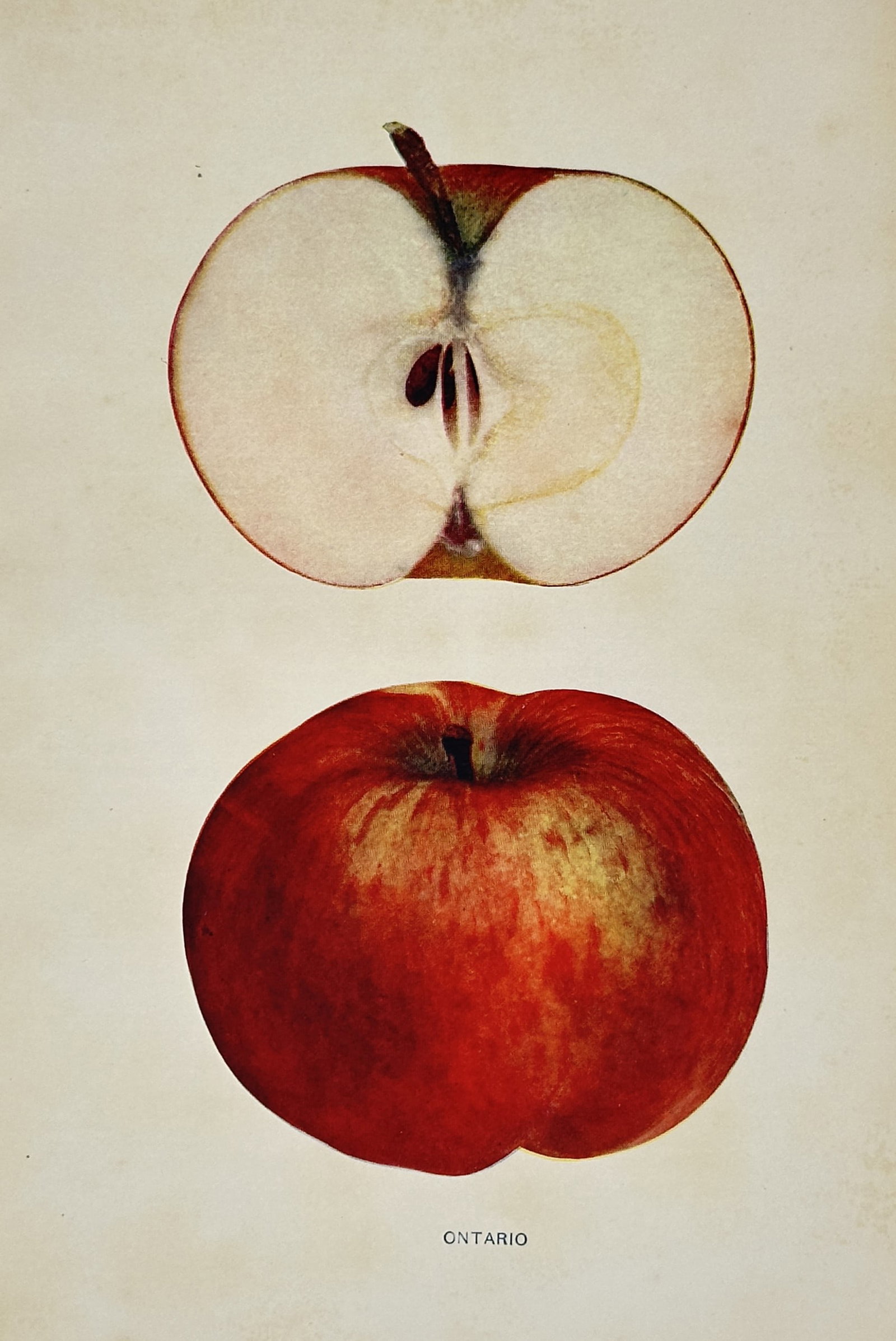 Spencer Ambrose Beach (1860–1922) – Pomological Study of the Ontario Apple – Chromolithograph (1 of 2)