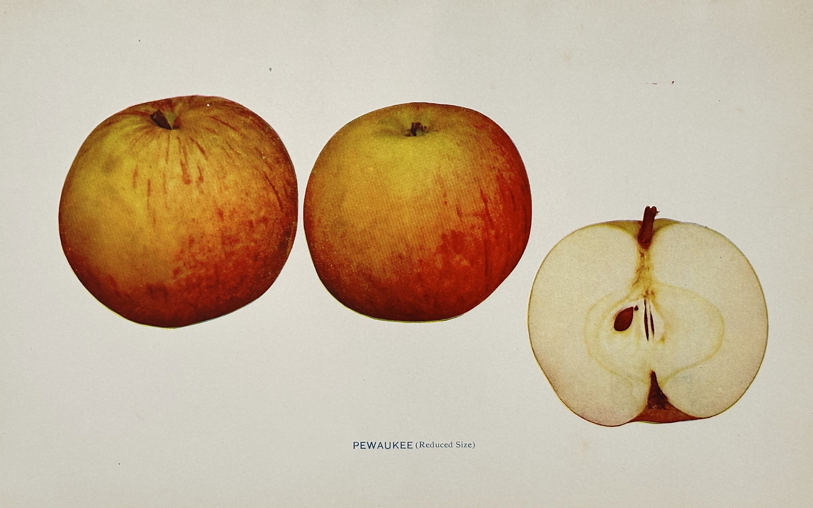 Spencer Ambrose Beach (1860–1922) – Pomological Study of the Pewaukee Apple: "Pewaukee (Reduced Size)" presents a scientific botanical study of the Pewaukee apple variety. The illustration displays two whole specimens showing the characteristic yellow-green skin with red strip